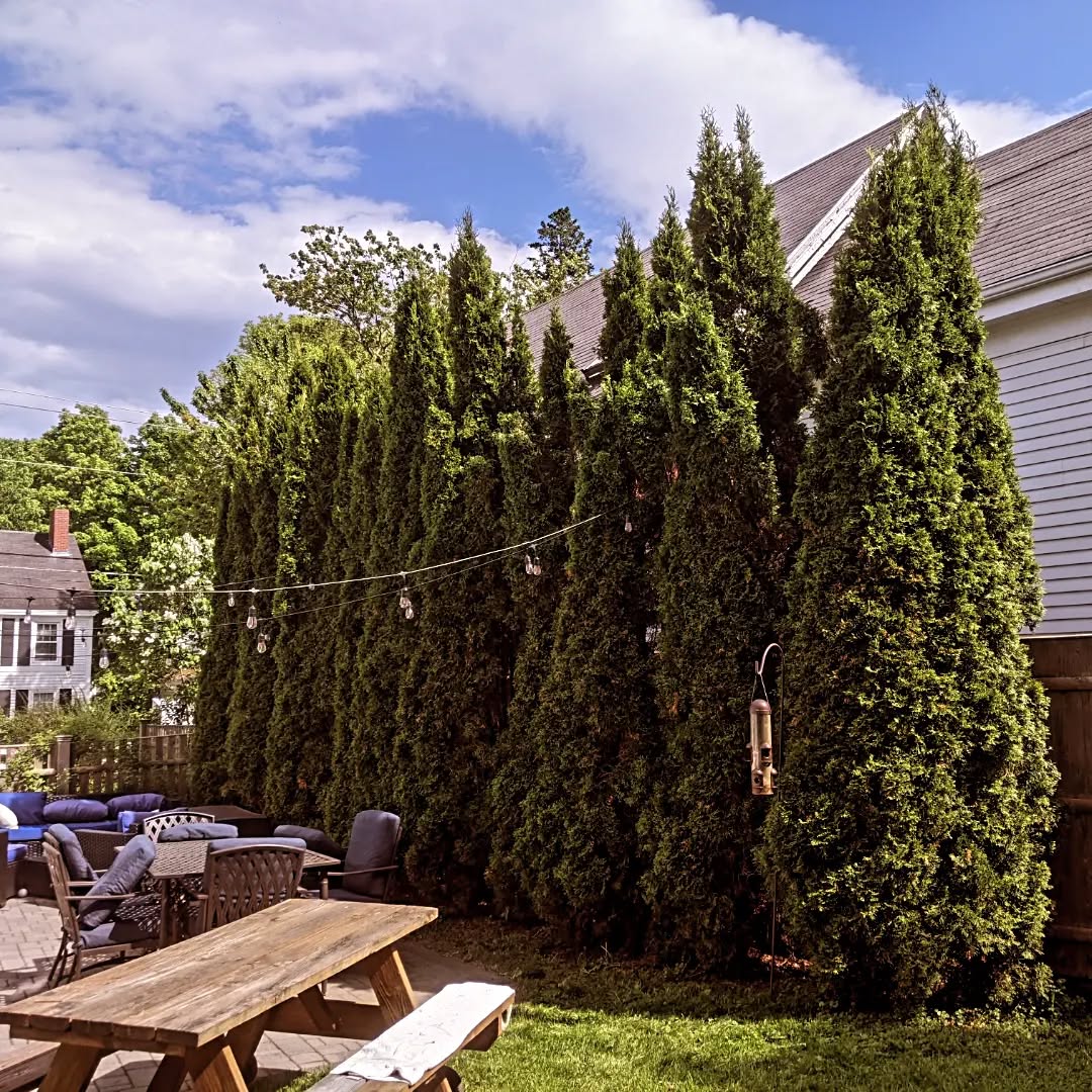 Branch managed another arborvitae hedge fund from a Maine summer home. Had to liquidate the top 10-20% of the lower performing assets and merge the higher yielding growth while providing screening assurance for the clientele. I recommend investing in these low risk high return arborvitae growth stocks which are the best in their asset class for investor privacy (disclaimer: this is not financial advice these are bad work finance/tree jokes) @thurmancomedy @cyclingarborist #arborist #arborvitae #hedgefund #branchmanager #financejokes #workjokes