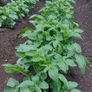 Maris Piper ware potatoes growing well given the rain and cold conditions so far in June.
#thepotatoforum #allaboutpotatoes
#potatoknowledge #agriculture #farming #farm365 #farm #papa #patata #batata #pommedeterre #potato #potatoes #aardappel #kartoffel #potatofarm #potatofarmer #backbritishfarming #potatofarming #buymeacoffee