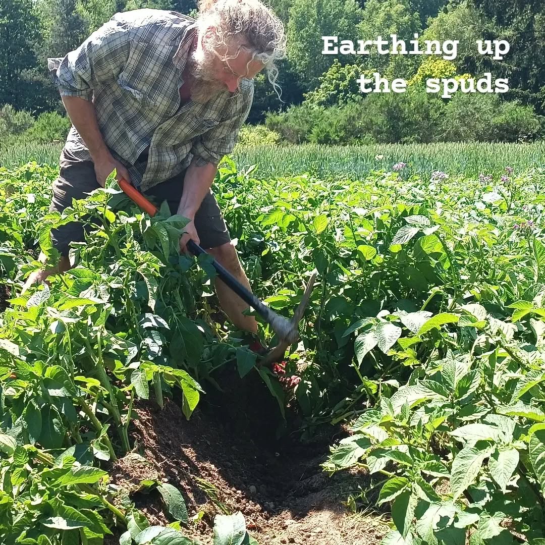 This year, we have 6 rows of maincrops potatoes to earth up. I got three and a half done before it got too hot to carry on. I'll do the rest, starting a bit earlier tomorrow. The six rows of second earlies get a much lighter treatment, but these ones get a good foot of earth piled up. Hopefully, it'll translate to about 30 kilos per row