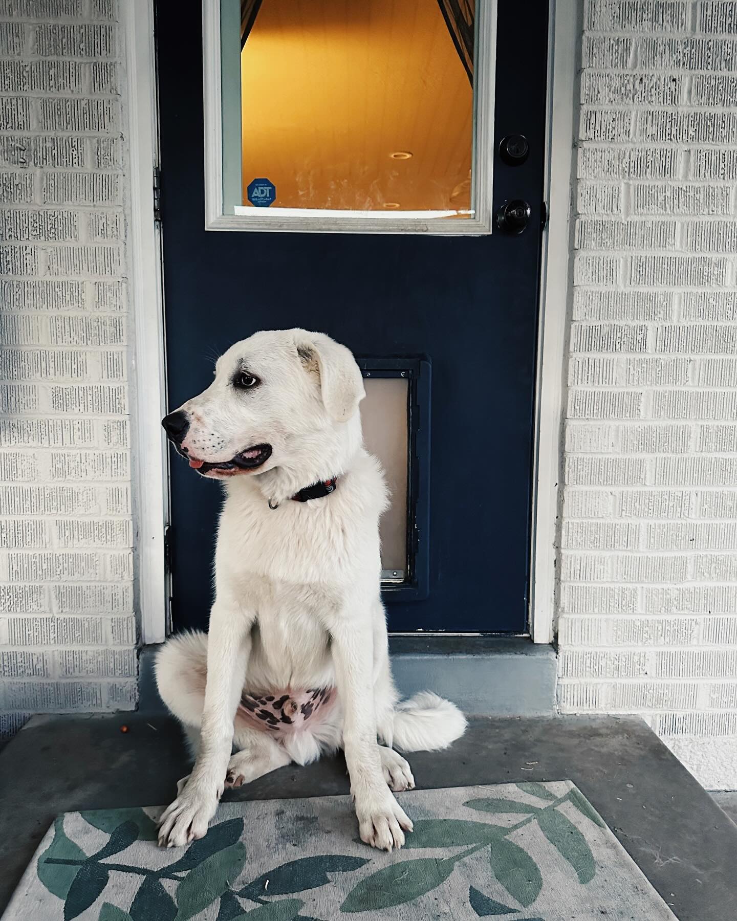 Two months with Oquirrh at Two Mom sanctuary and it has been nonstop fun, chaos, patience, learning, and getting excited about his future in Virginia. He’s six months, 80+ lbs, and has a DNA kit being tested right now. We are working with @junipertrails to set him up for success as a social farm dog, since the social piece can be tougher w protective working breeds. He loves to have a job, loves his birdies, and loves to help in the garden even though we keep telling him we really don’t need his additions. He is a two mom pup through and through and will drop everything if we are offering snuggle time. We love him so much it hurts. The best Oqui boy.