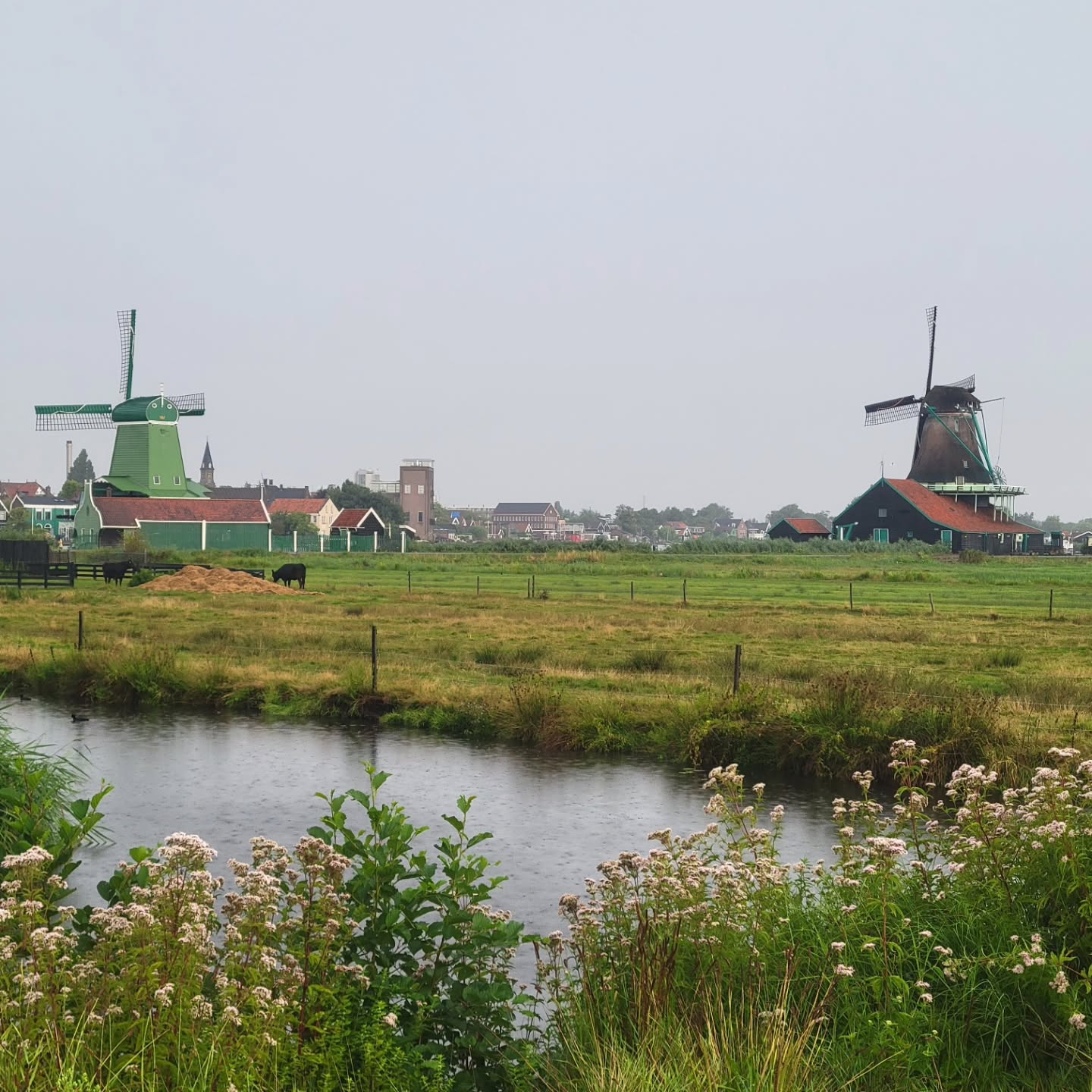 Who's up for a solo adventure through Amsterdam and the Dutch countryside? Visit our blog for some of the best sights to see in just 4 days!
.
.
.
.
#traveltheworld #twogirlsgetaway #girlslovetravel #solotravel #amsterdam #thenetherlands๐ณ๐ฑ #canals #cheese #vangogh