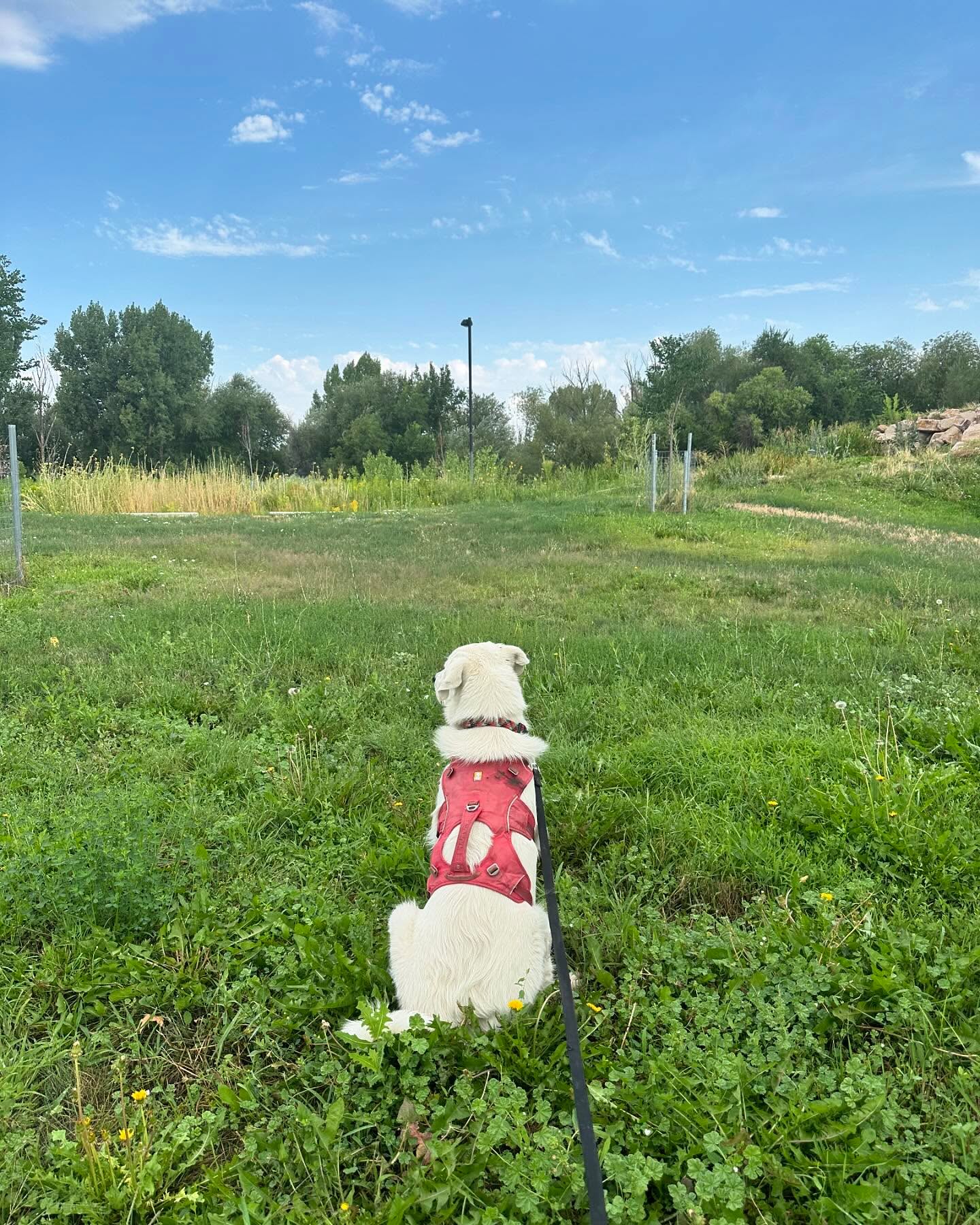 Dooder dump. 7.5 months and we are guessing 105#. Lord, this is the toughest dog and the yummiest dog. What we know is he needs his VA farm stat! #greatpyrenees #akbash #askbashdog #greatpyreneesofinstagram #anatolianpyrenees #akbashpyrenees #livestockguardiandog #lgd