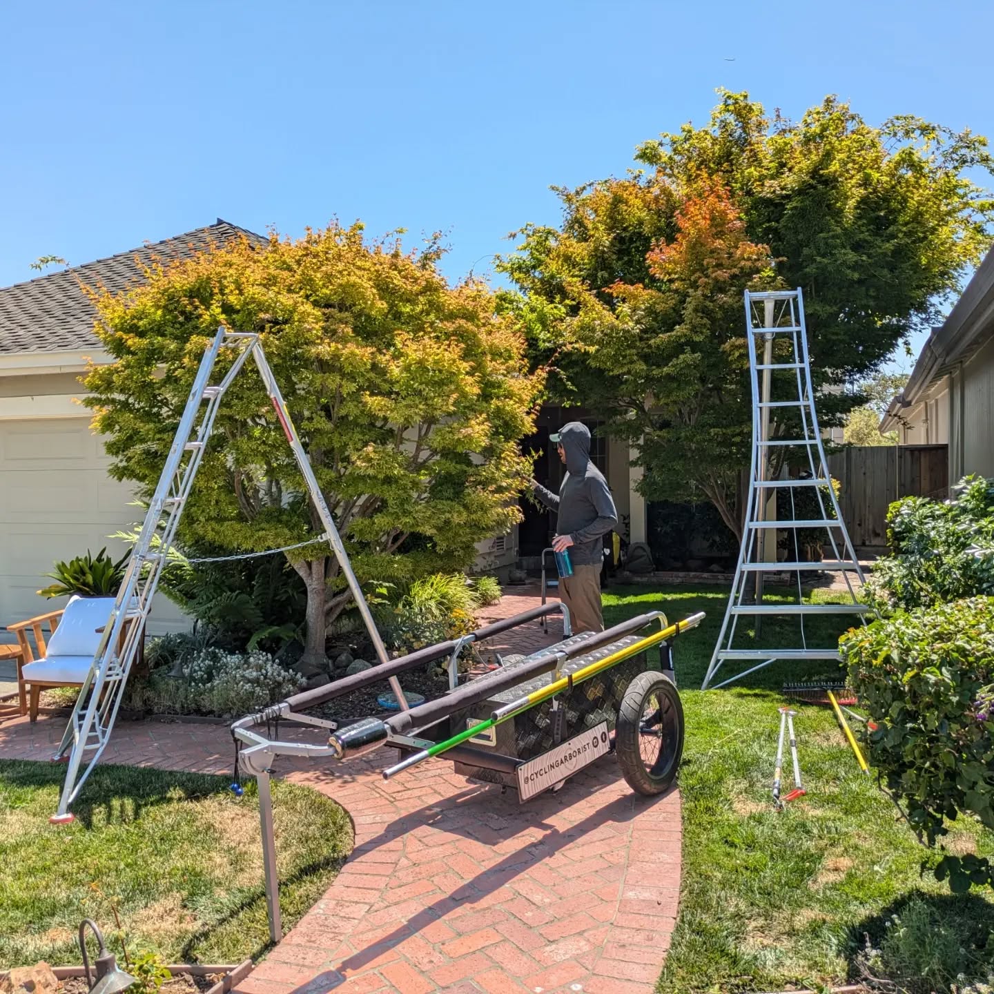 Back at it! #cyclingarborist #arboristsofinstagram #arborist #treepruning #aestheticpruning #finegardening #alameda #bayfarm 🚴🌳🪚