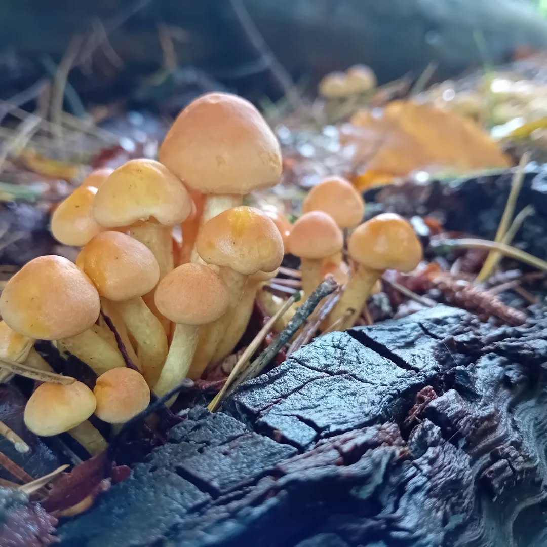 Recent wet weather has been great for fungi. These two photos show one weeks' growth.
