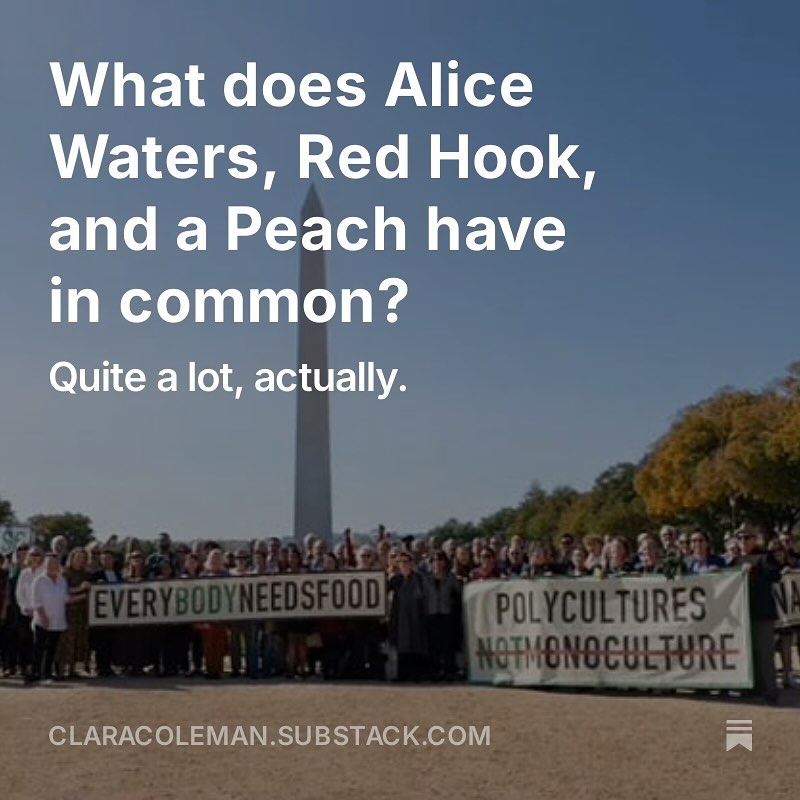 What does Alice Waters, Red Hook, and a Peach have in common? Quite a lot, actually.
This past weekend I was invited to Washington, DC to attend Alice Waters’ Food Climate Hope event to promote School Supported Agriculture. Alice Waters @alicelouisewaters founded Chez Panisse Restaurant @chezpanisse in the 1971 and has been a pioneer of the farm-to-table movement, but her real passion has been improving good food access for children in schools and teaching students how to grow food through her Edible Schoolyard Project @edibleschoolyard. Her dream is to provide a free sustainable school lunch for all students K through 12; to buy food directly from farmers and ranchers who take care of the land and their workers; and to teach students the value of nourishment, stewardship and community. To accomplish her dream, we need both policy change AND individual action. With the people and speakers in attendance, from the farmers and ranchers to lunch ladies and Former Vice President Al Gore and Surgeon General Vivek Murthy, I think this gathering captured the importance of both the people working for policy change and the on-the-ground individuals incredibly well.… Link in bio to read more.