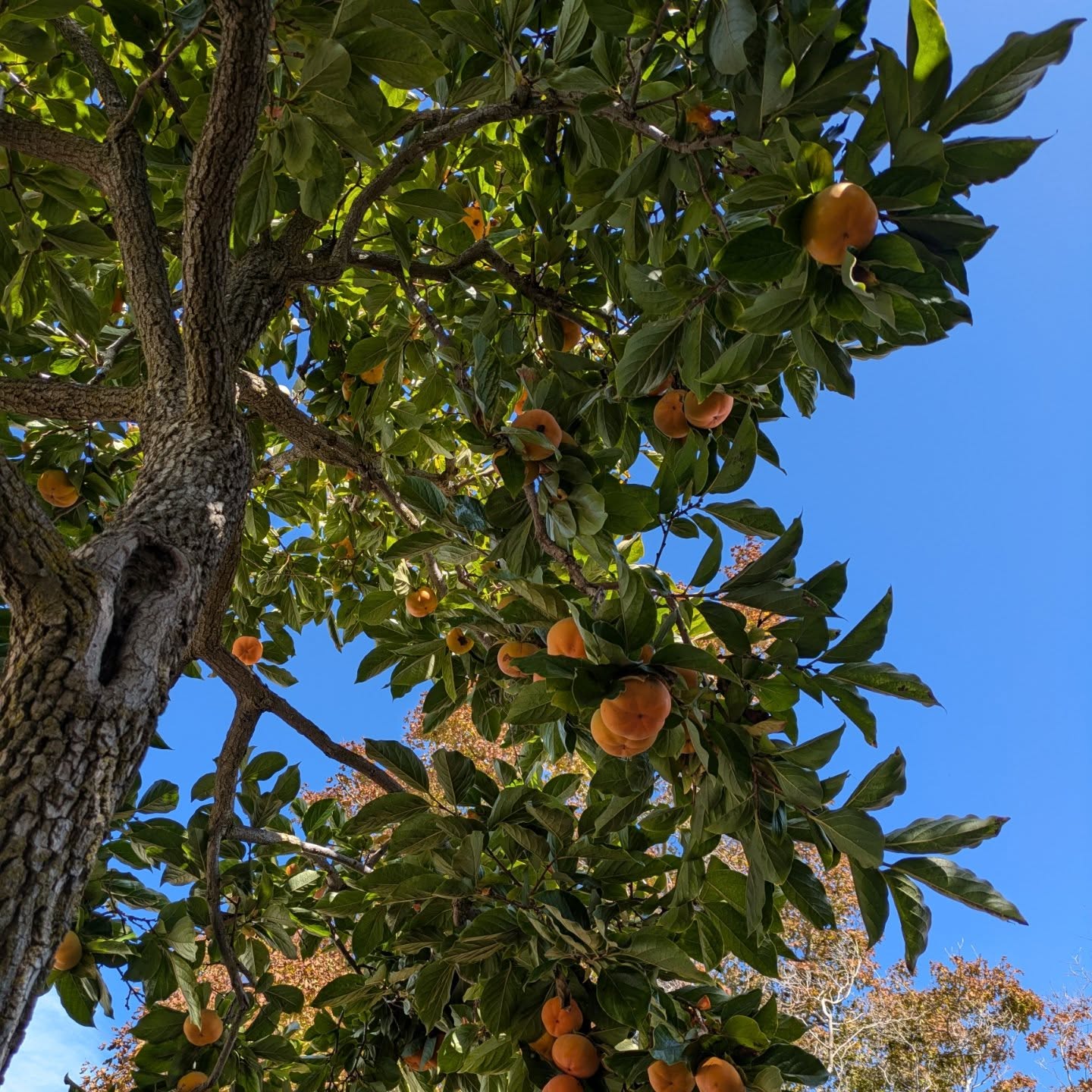 Great crop of persimmons this year! This Fuyu I prune every year is loaded! 😮 #perksofthejob #persimmon #fuyu #harvestseason #harvest #persimmontree #persimmontrees