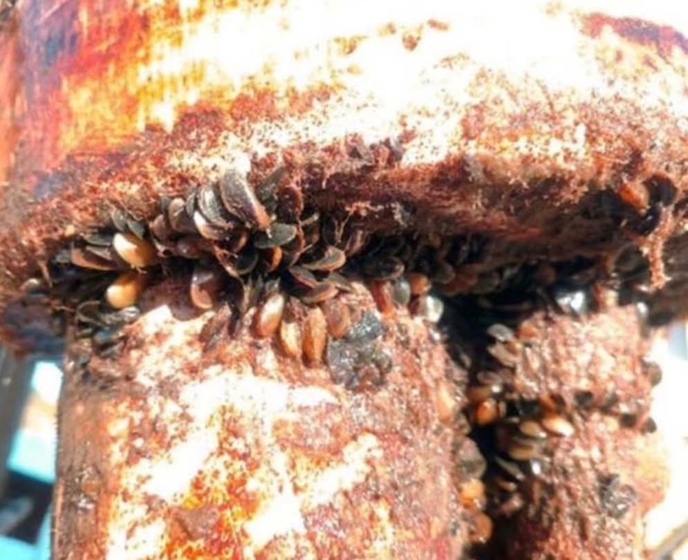 Unfortunately a new invasive mussel has been found in the Delta in CA.
GOLDEN MUSSEL