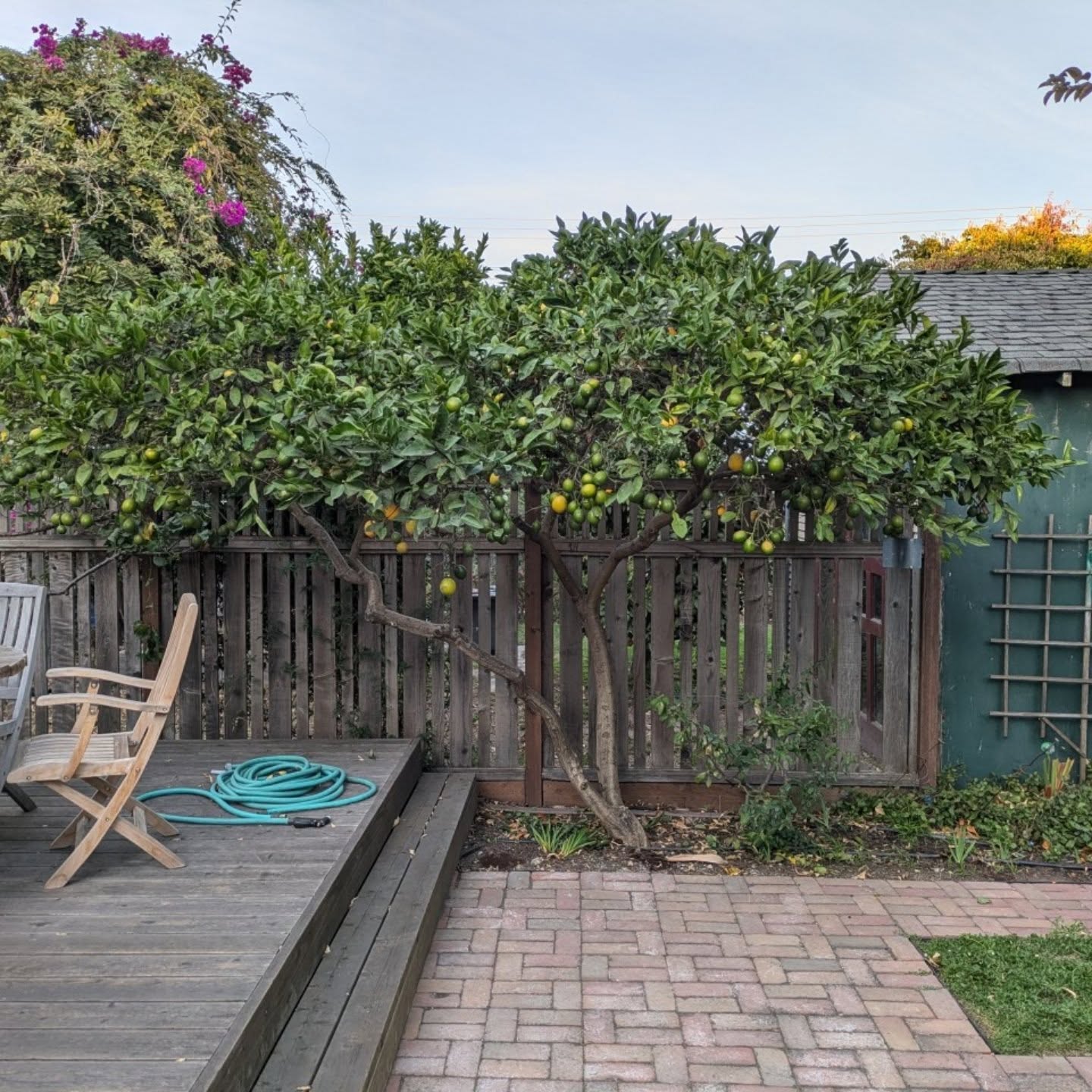 A few recent ones #beforeandafter #treepruning #treepruner #arborist #fallpruning