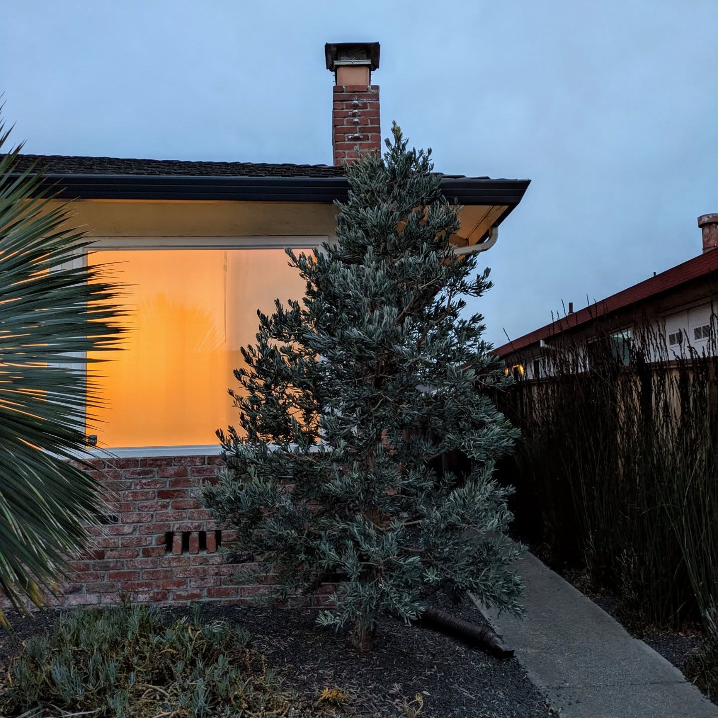 Podocarpus elongatus 'Icee Blue' before and after 👍 #iceebluepodocarpus #podocarpus #beforeandafter #aestheticpruning #iceeblue #finepruning #gardendesign