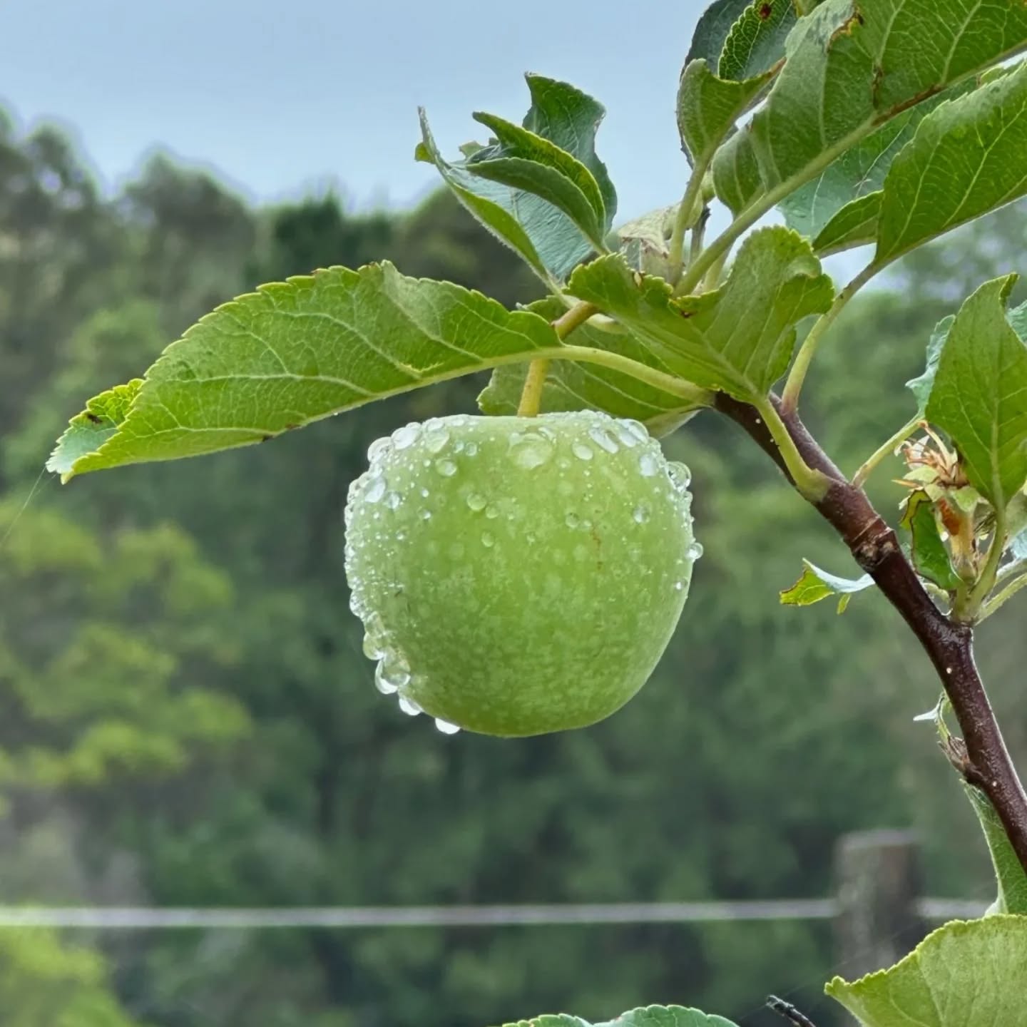So exciting to see fruit trees starting to fruit (how delicious does that apple look?!?) and the swales are doing their job well soaking up all of this beautiful rain ☔ 🍏 🌻
📸 @diggersrest_beerwah
#permaculturedesign #paddocktoplate #sunshinecoast #veteranownedfamilybusiness #DiggersRest #DigInHealthco #growyourown #therapuetichorticulture