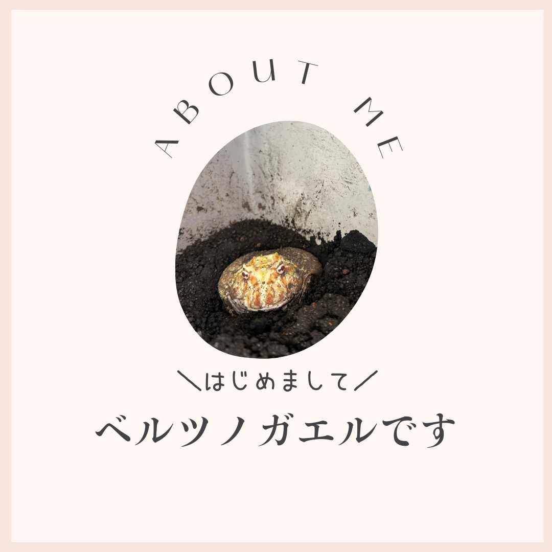 .
🐸 ベルツノガエルがやってきた 🐸
12月某日。なにやらボンジュニアに黄色い物体がやってきました。
正体はベルツノガエルです!
ベルツノガエルは、丸い体と特徴的なツノが特徴の可愛いカエル。
おとなしく、初心者にも飼いやすいペットだそうです。
虫や小動物、ごはんを食べるのが大好き!
ユニークな姿と愛らしい性格に癒されてください💚
お名前募集中です☆彡
#ベルツノガエル #カエル #爬虫類
#岡山療育 #岡山放デイ #岡山放課後等デイサービス
#不登校 #療育 #放課後等デイサービス
#bonJr #ボンジュニ #岡山 #岡山市