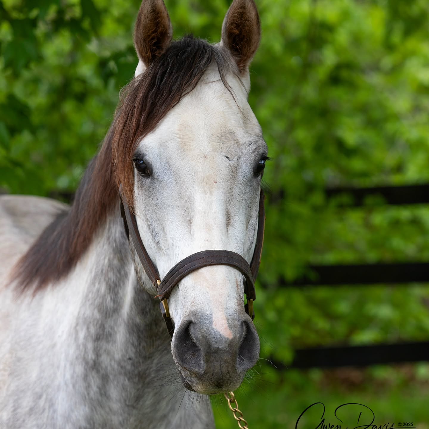 A couple newbies now available for adoption @secondstride. These two had to wait through Derby to get listed so take a look and inquire today!