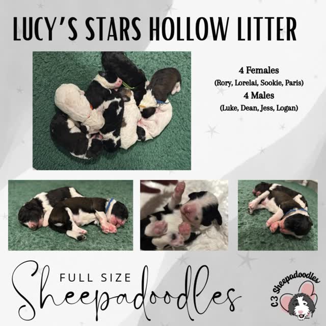 Lucy’s Star Hollow Litter is here! Message us if you are interested! 💙💙💙💙💗💗💗
