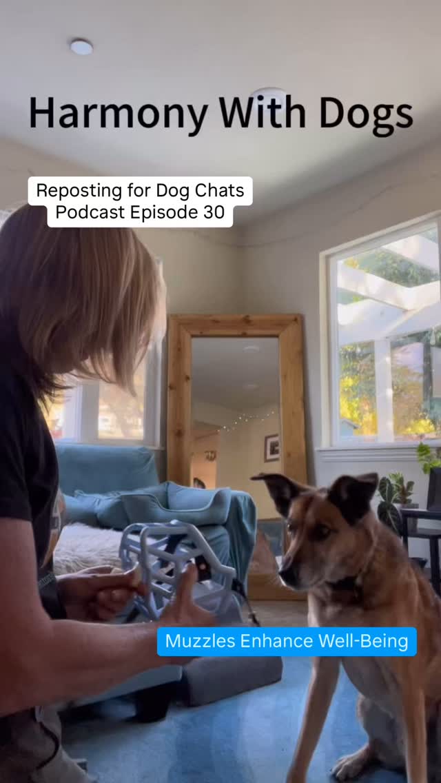 Check out Dog Chats Podcast Episode 30- Muzzles Enhance Well-Being! Muzzle acclimation is an essential part of muzzle use. Here I am working with Mick on a new, better fitting muzzle. He loves the new muzzle because it equals off leash hikes.