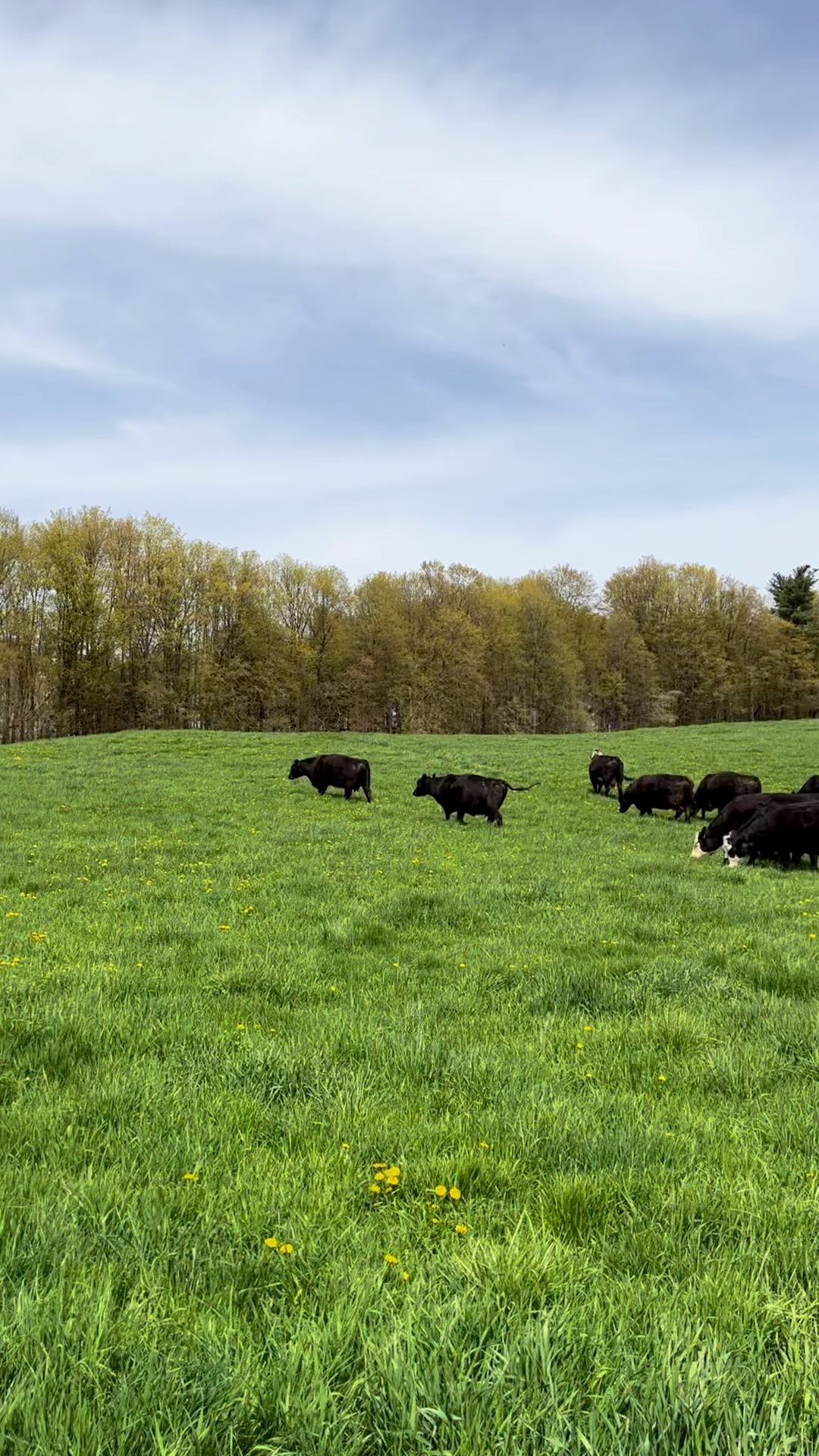 Some of herd enjoying the late spring warm weather! ??