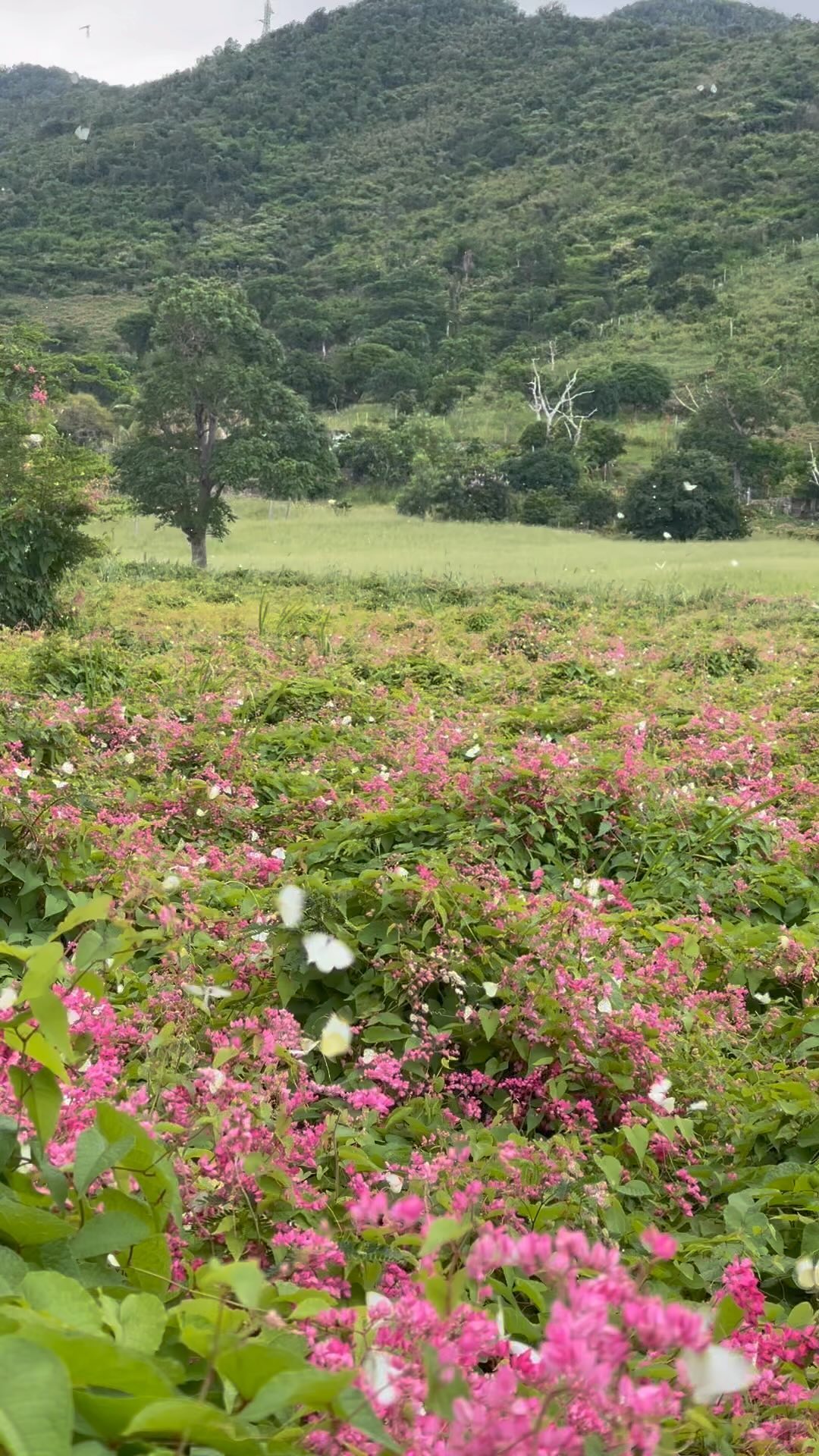 ?
#karibunisxm #share #getaway #travel #vacation #travelgram #resort #traveling #instatravel #nature #life #hotellife #island #caribbean #paradise #nature #sun #day #saintmartin #reel #travelblog #hotel #tourism #trip #love #discover #earth #butterfly #love