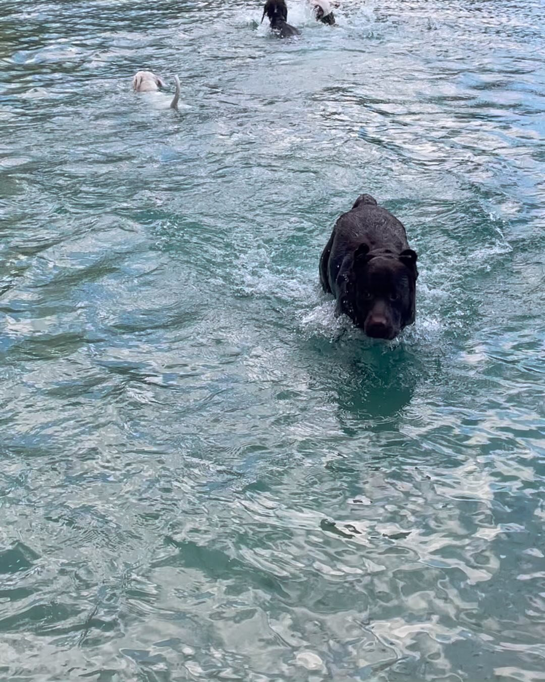 Swimming day at camp ?♂️