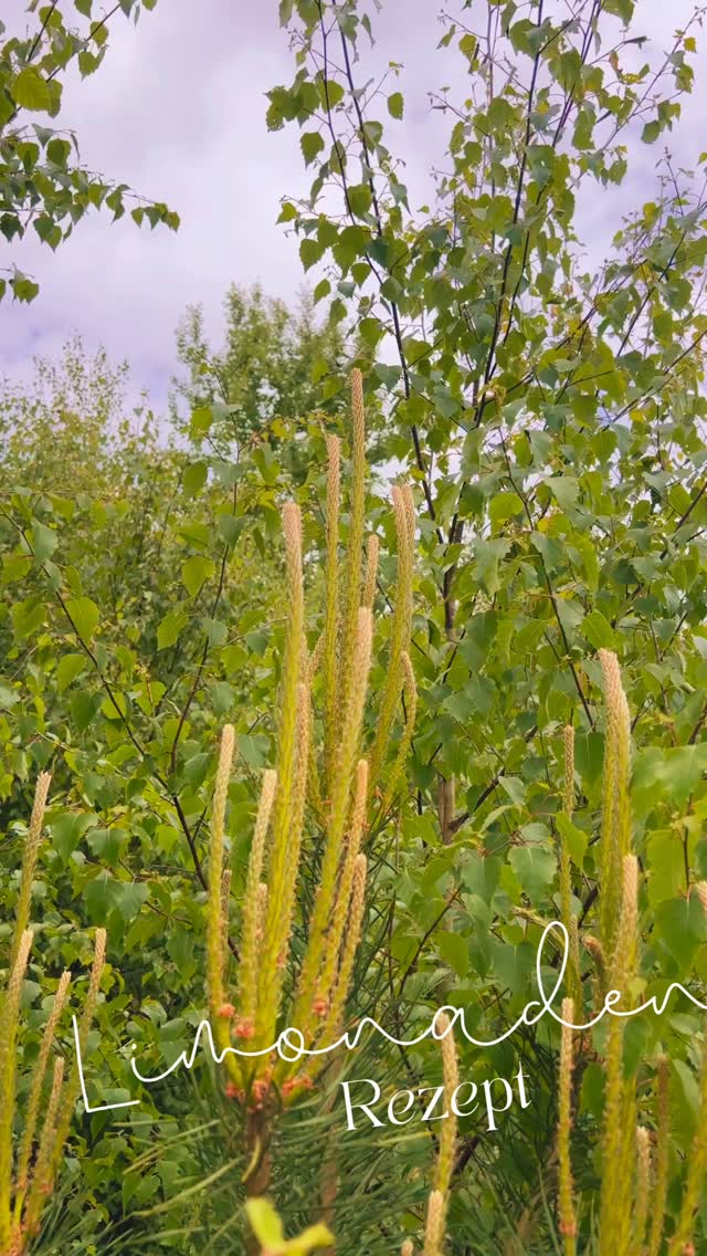 🌲✨Erfrischend wild & wohltuend!
Unsere neue Kiefernadel-Limonade ist da – perfekt für den Frühling!
Du brauchst nur:
1 Liter Wasser
100 g Honig
eine Handvoll Kiefernadeln oder frische Jungtriebe (optimal!)
Die Natur schenkt uns so viel – und dieses Getränk ist der beste Beweis dafür.
Hol dir den Wald ins Glas und genieße den Geschmack der Freiheit!
#freigefühl #wildeküche #naturrezept #kiefernadeln #limonade #natürlichleben #frühlingsrezept #waldliebe