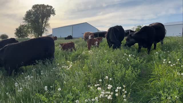 First day on the pasture for mamas and babies this year! Always a joy