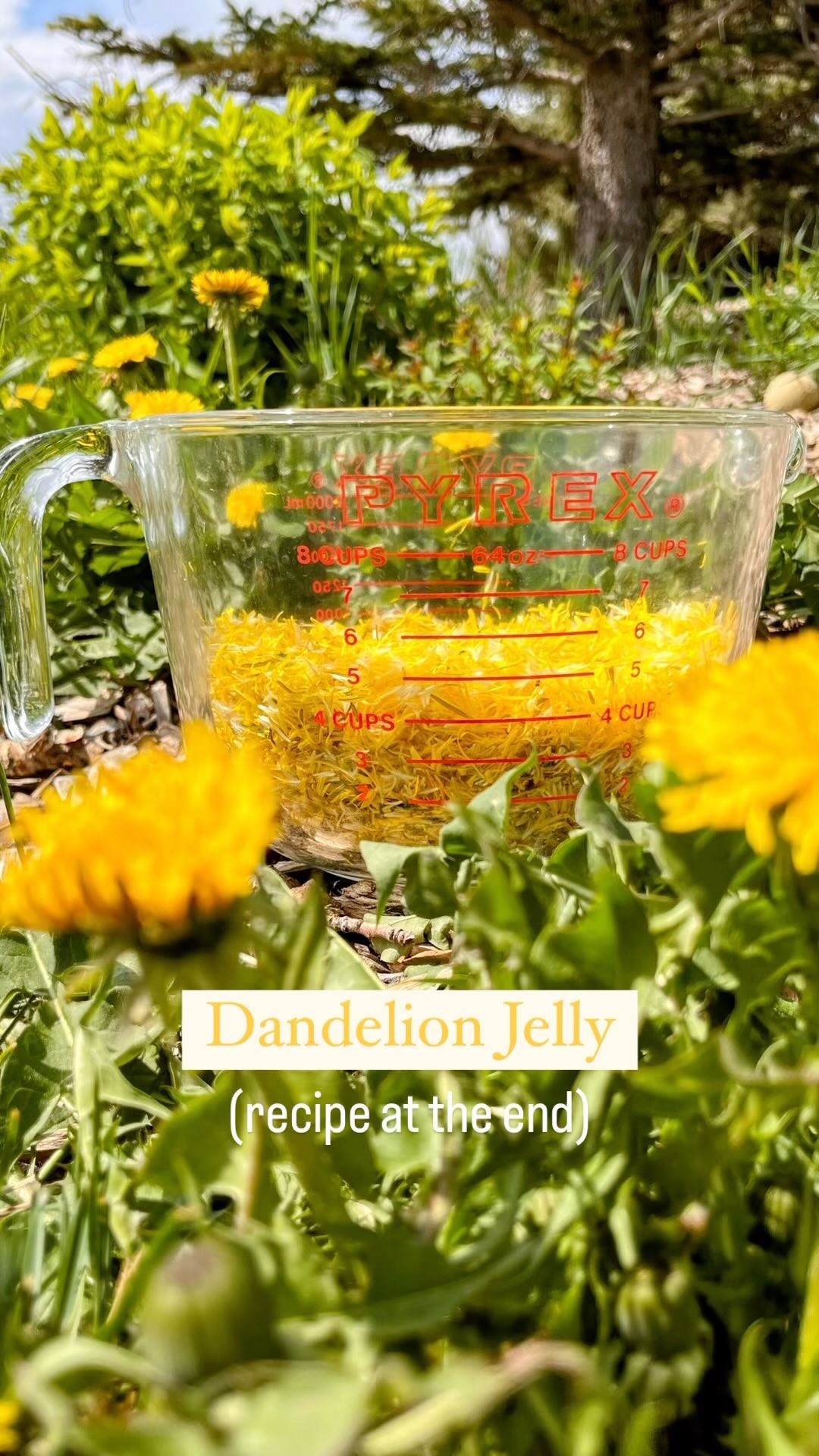 Just a little dandelion jelly in the making over here at the farm. Removing the petals without the greens was the most time consuming (and still some green snuck in), but this is a tasty little jelly that’s worth the time. I made the jars small sampler sizes, they’ll make a nice addition to cheese and charcuterie boards or gifts for our Airbnb guests.
What are your thoughts…do you consider dandelion a dreaded weed or bountiful blessing? Or both?! 💛🌱
#dandelion #jelly #jam #foraged #farm #farmlife #wild #babychicks #chicken #farmtwo53 #dandelionjelly #recipe #farmsofinstagram #albertafarm