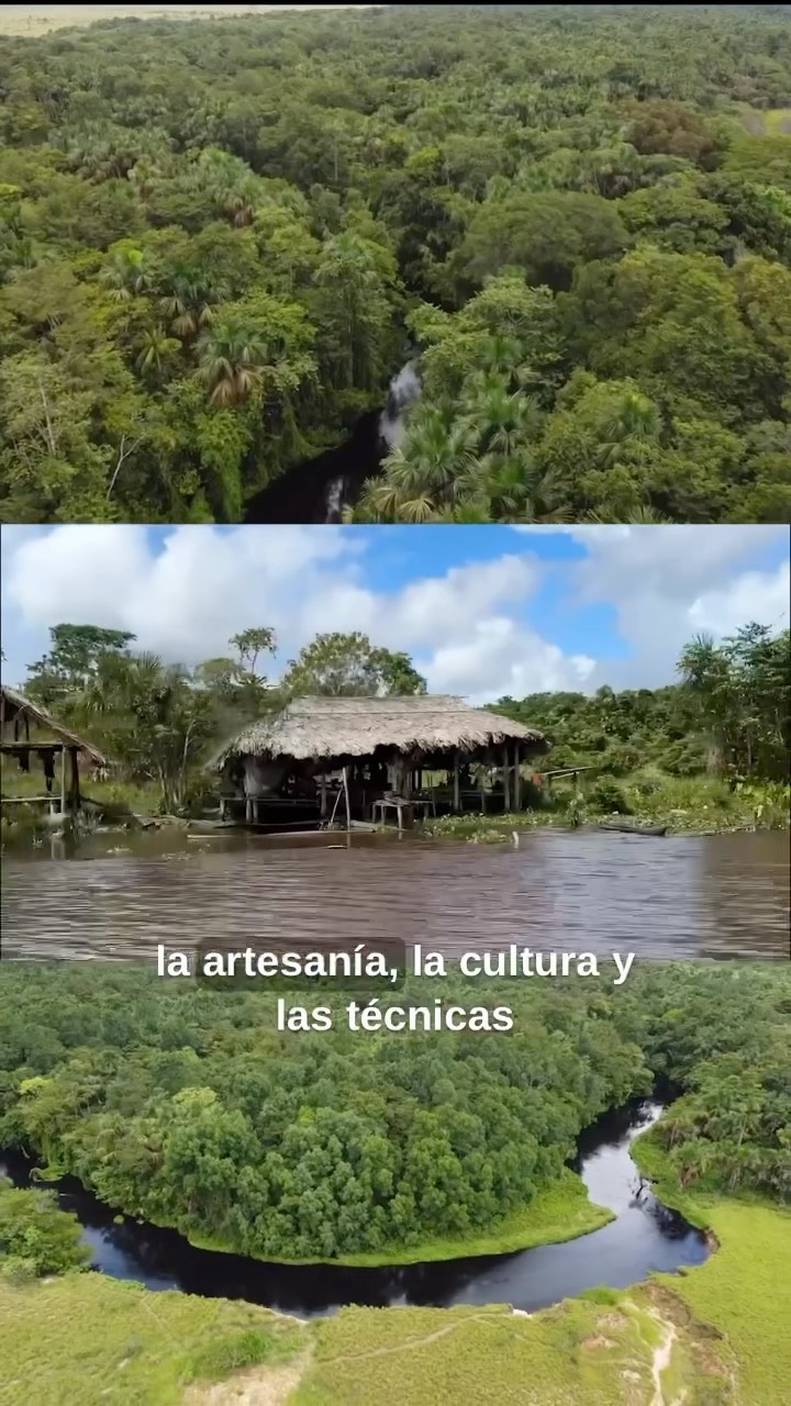 ¿Se han preguntado cómo las mujeres Warao crean las pulseras Yabo que llegan a tus manos?
Hoy les queremos enseñar la relación entre el moriche y las mujeres Warao del delta del Orinoco. Esta relación se ha construido a lo largo de 10k años. El moriche conoce las tradiciones ancestrales de los Warao, y las mujeres conocen lo bondadoso que es el Moriche.
Los tiempos en estos ríos van a otras velocidades y las practicas son transferidas de madre a hija por tradición oral. Estas practicas son parte importante de el legado nativo de esta zona del país y sin incentivos económicos la artesania, la cultura, las técnicas y las historias desaparecen.
Por eso Miel Yabo quiere ser una ventana comunicativa para honrar estas historias, de ritmos lentos y trayectorias largas. Queremos que todo el mundo que compre Miel Yabo se ponga su pulsera con orgullo y puedan conocer las caras detrás de el producto.