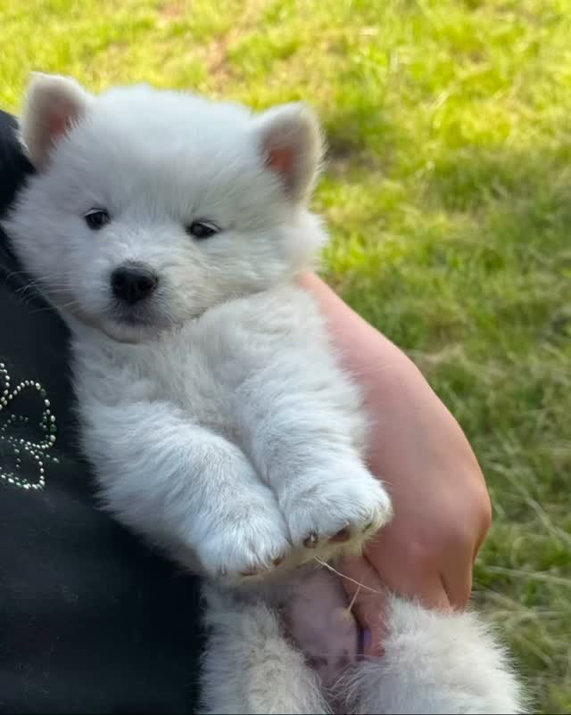 Sweet baby boy ❤️#foxfirearcticspitz#pomskypuppy#pomski#pomskypup#polarbearcub#thepomsky#pomskydog#puppers#pomskypuppies#huskymix#huskypuppies#dogstagram#doggo#gooddog#woofwoof#snugglepuppy#puppylife#puppylove#mustlovedogs#dogsofinstagram#huskiesofinstagram#huskydog#huskygram#dogmom#dogphoto#fluffypuppy#pup#canine#dog#pupoftheday