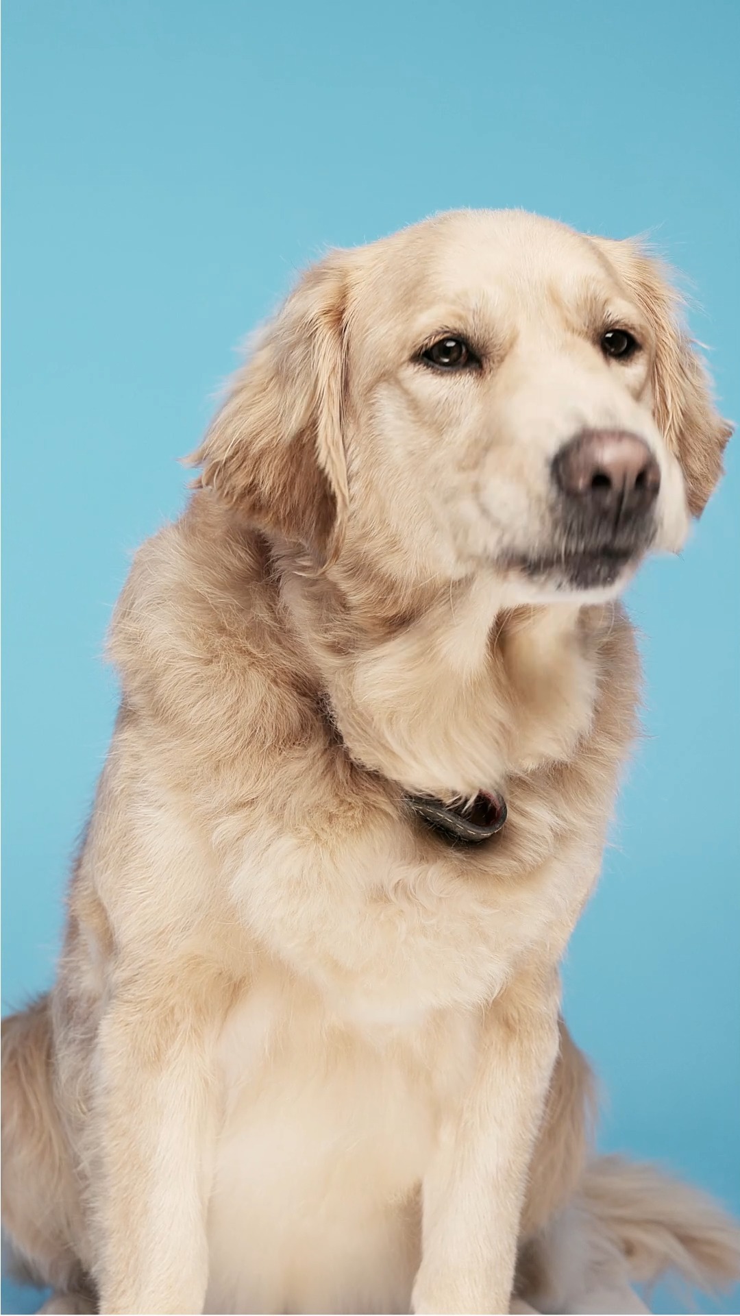 Besleyici Doğallığın Tadı.
Taze sığır etiyle köpeğinizin doğal ihtiyaçlarına cevap veren, %70 et içeriği ve temel vitamin desteğiyle katkısız ve doğal bir beslenme deneyimi.
Nourishing Natural Taste.
An additive-free and natural nutritional experience that meets your dog's natural needs with fresh beef, 70% meat content and essential vitamin support.
#gmofree #soyfree #sugarfree #Grainfree
#sağlıklımama #dogalkopekmamasi #köpekbeslenmesi #tavuketlimama #DoğalMama #balıketlimama #sığıretlimama #köpekbakımı #mykoncanned #köpeksevgisi #yetişkinköpekmaması #köpekmaması #veterinerhekim #doglover #dog #grainfree #köpek #dogofinstagram #dogfoods