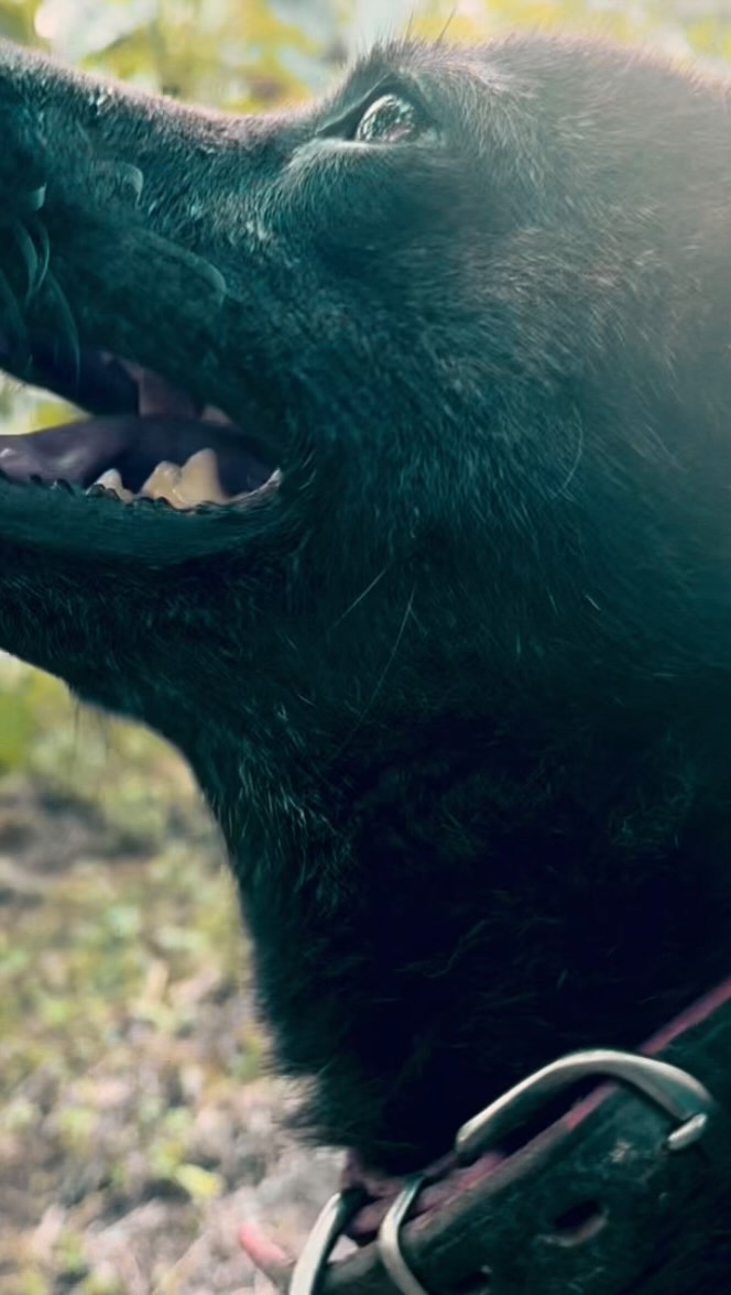 _Gardiens des Vignes
生食用の畑では、かいちゃんが猿からぶどうを守ってくれています。家の周りのワイン用の畑では、吉が夜な夜な獣たちを追い回しています。この時期になると、ぶどうは獣たちの格好の標的です。猿だらけ、猪だらけの環境では、みんなのおかげでようやく栽培ができます。
甲斐犬のかいちゃんは普段は大人しいけど、ちょっとアホで、ご機嫌な時はいつもしっぽをフリフリさせています。目を離すとすぐにどこか遠くに消えていくけど、ご飯の準備を始めたら光の速さで戻ってくるのです。
In the table grape fields, Kai guards the vines from monkeys. Around the house, Kichi chases away wild animals from the wine grapes every night. This season, the grapes are prime targets for the beasts. In this monkey and boar-filled environment, we manage to cultivate thanks to our companions.
Kai, the Kai Ken, is usually calm, a bit silly, and wags his tail when happy. He often disappears if not watched, but returns at lightning speed when dinner is prepared.
【莉蕾|ReLive vine】
岡山県高梁市でぶどう農家をしている @itsuki_ll が、ワインの風景を歩んでいく日々を記録。現在樹齢と研修一年目。蕾から美しい花が生まれるように、いつの日か、この日々が、ワインやその先の風景に繋がっていくようにという祈りを込めて「莉蕾(りらい)」と名付けた。
ReLive vine with @itsuki_ll documents the daily life of a grape farmer in Takahashi City, Okayama, Japan, as they walk alongside wine. Currently in the first year of both vine age and training, the hope is to one day create grapes and wines that evoke the memory of the landscape. With a prayer that this will eventually lead to an unrecognizable landscape, the endeavor was named "ReLive vine".
#ワイン #農家 #醸造 #ぶどう #農業 #自然 #秋田犬 #甲斐犬 #岡山 #日本の風景 #Wine #Winemaking #Grapes #Farming #Nature #Akita #KaiKen #JapaneseLandscape #Vin #Vinification #Raisin #Agriculture #ChienAkita #ChienKai