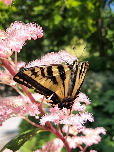 From a warm summer day with @wildflowerandfern and @marigoldandgreen at @slowflowerssummit this past summer. Time flies by so quick 🐝 and the rain this week signals a welcome change of pace 🦥 New seeds are germinating in the garden and also in the 🩷
#changeofseasons #rainydayreflections #slowflowers #slowbees #papillon #swallowtailbutterfly #slowmovideo #daydreamer #pollinatorplants #pollinatorgarden #apismellifera #honeybeelove