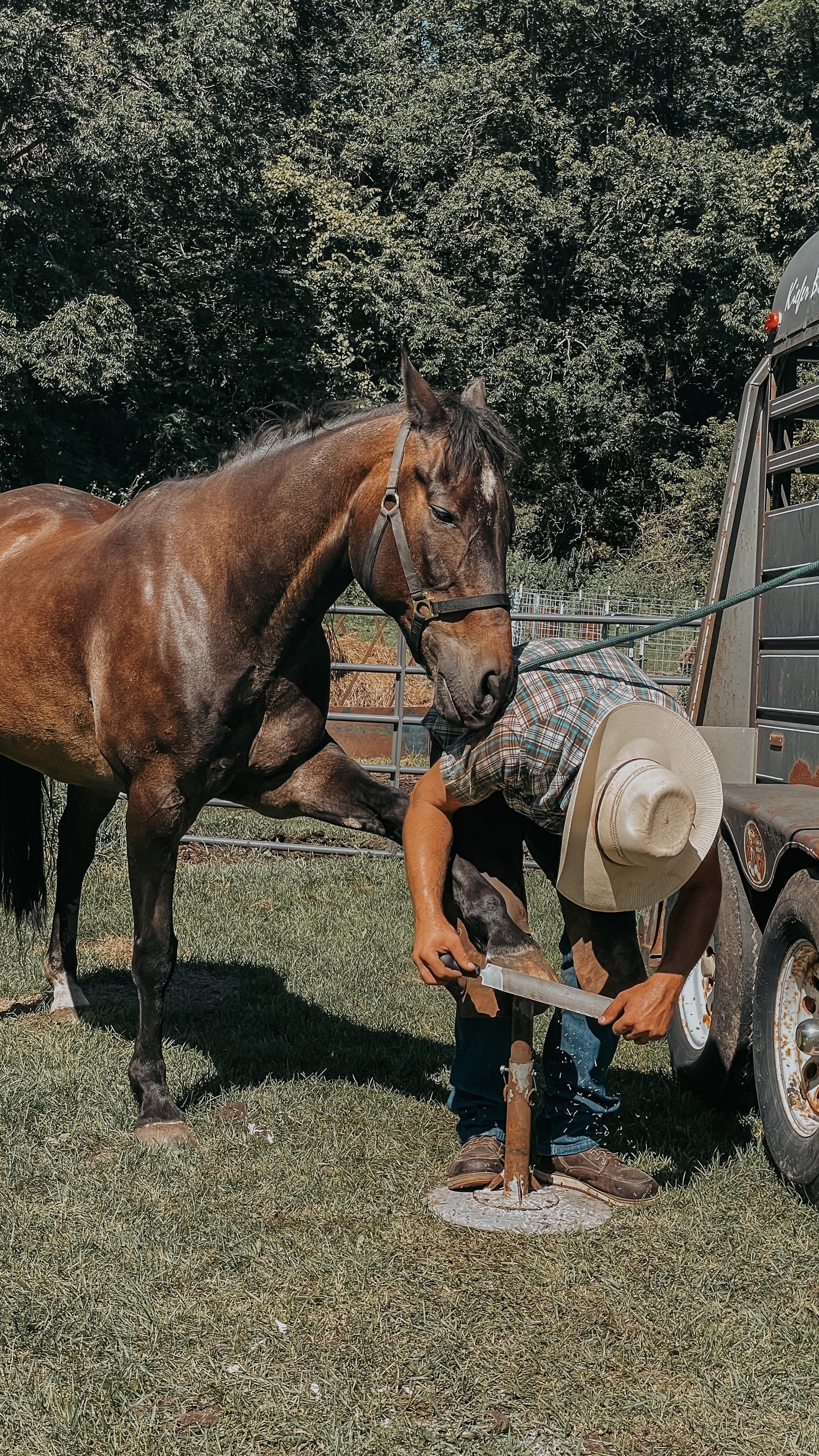 I’m actually so proud of how well Whiskey stood for the farrier this past weekend - we are seeing so much progress with him as he gets used to being trimmed on a regular basis.
#horses #horseriding #horselove #horselife #farrier #farrierwork #horselovers #horsegirls #horsesofinstagram #horsestagram #horsesofinsta #horsesofig #morganhorse #tennesseewalkinghorse