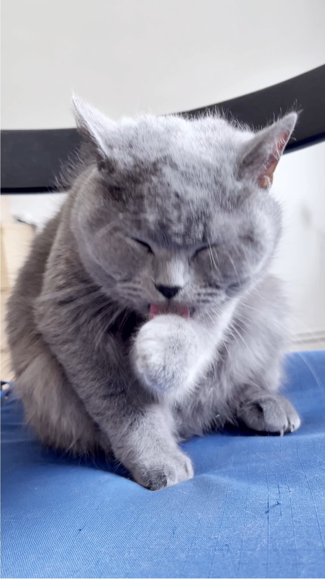 Taze somon etiyle besleyici bir lezzet sunar. %70 somon eti içeriği, doğal formülü ve Vitamin A, D3, E desteğiyle katkısız ve sağlıklı bir mama.
It provides a nutritious taste with fresh salmon meat. 70% salmon meat, natural recipe and vitamins A, D3, E support a healthy and additive-free diet.
#sağlıklımama #doğalkedimaması #kedibeslenmesi❤️😺🐕❤️😺 #somonlumama #kedibakımı #mykoncanned #kedileriçineniyisi #yetişkinkedimaması #kedimaması #veterinerhekim #cats #cat #grainfree #kedibeslenmesi #kedibakımı #kediseverler #catsofinstagrams