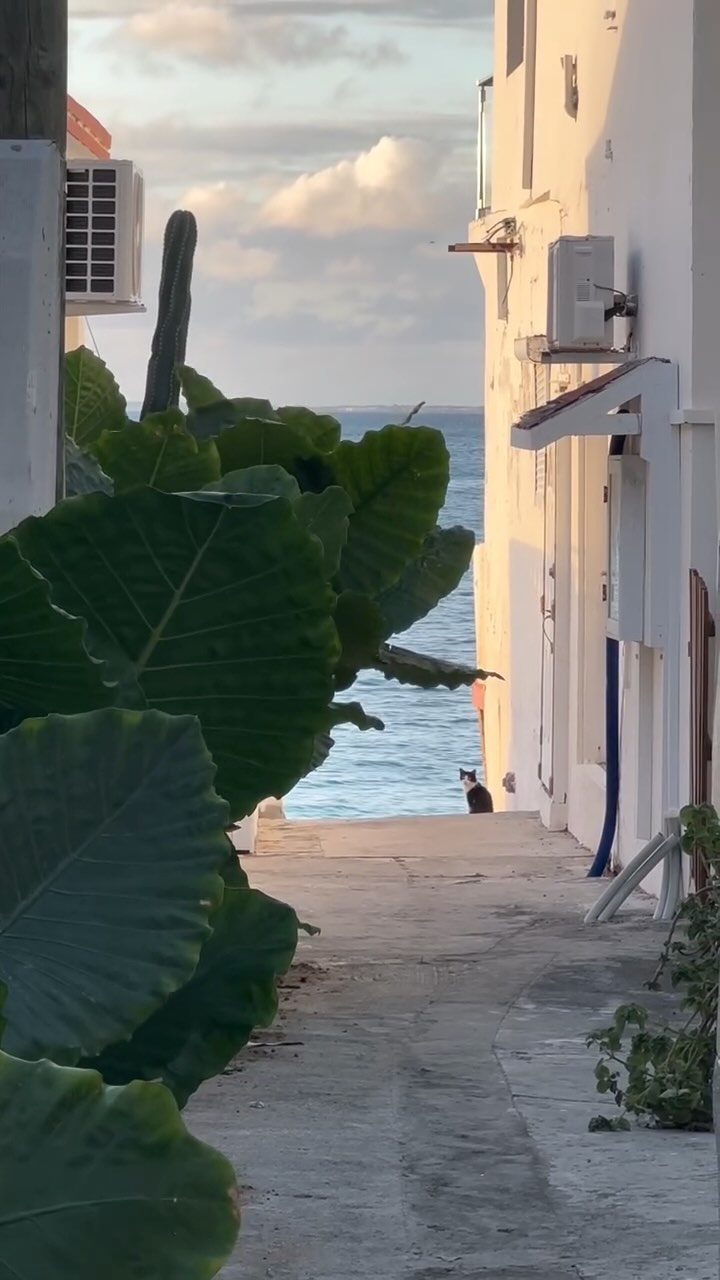 There are so many new adventures in St Martin.
Be sure to : Journey . Explore . Discover . Repeat ✨
#saintmartin #caribbean #island #nature #sxm #discoversaintmartin #nature #beach #sunrise #instatravel #passionpassport #travel #trip #discover #traveling #caribbeanlife #relax #peaceful #vacationtime #holiday
