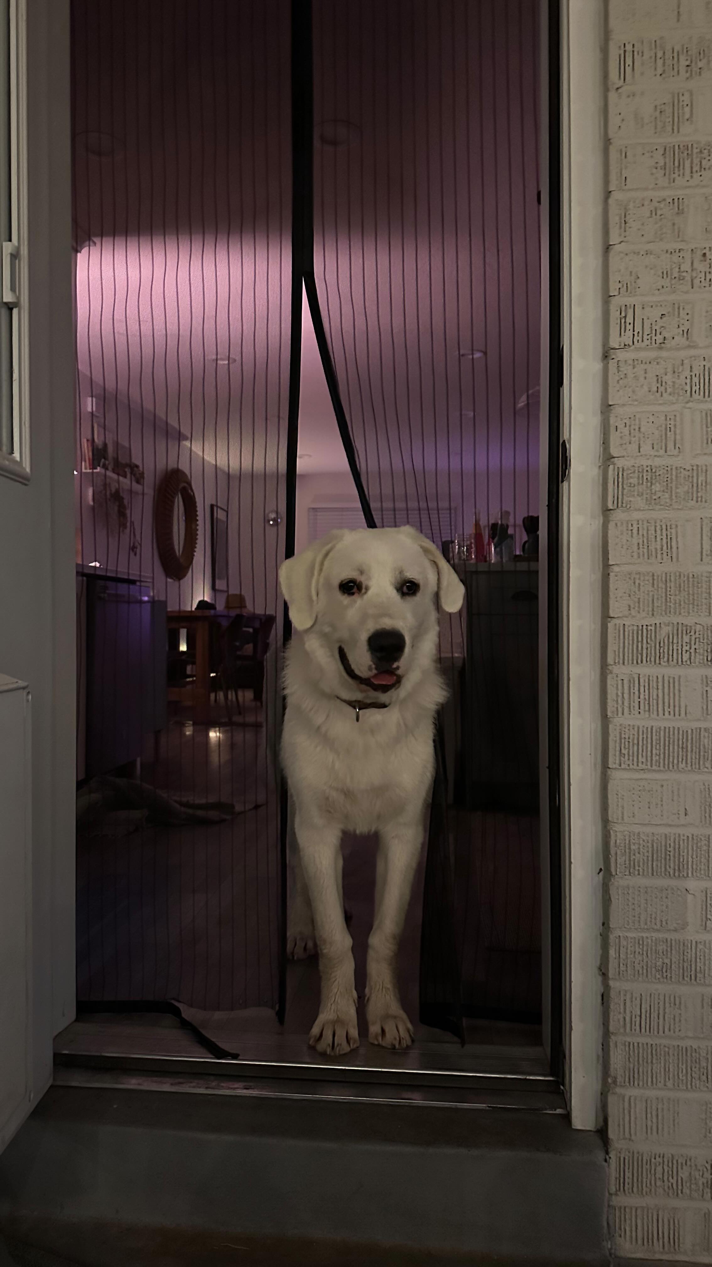 Smelling his art. Did it three more times just to rip the bandaid off. Boy mom devastation. Gonna miss that 80lb puppy pee squat.