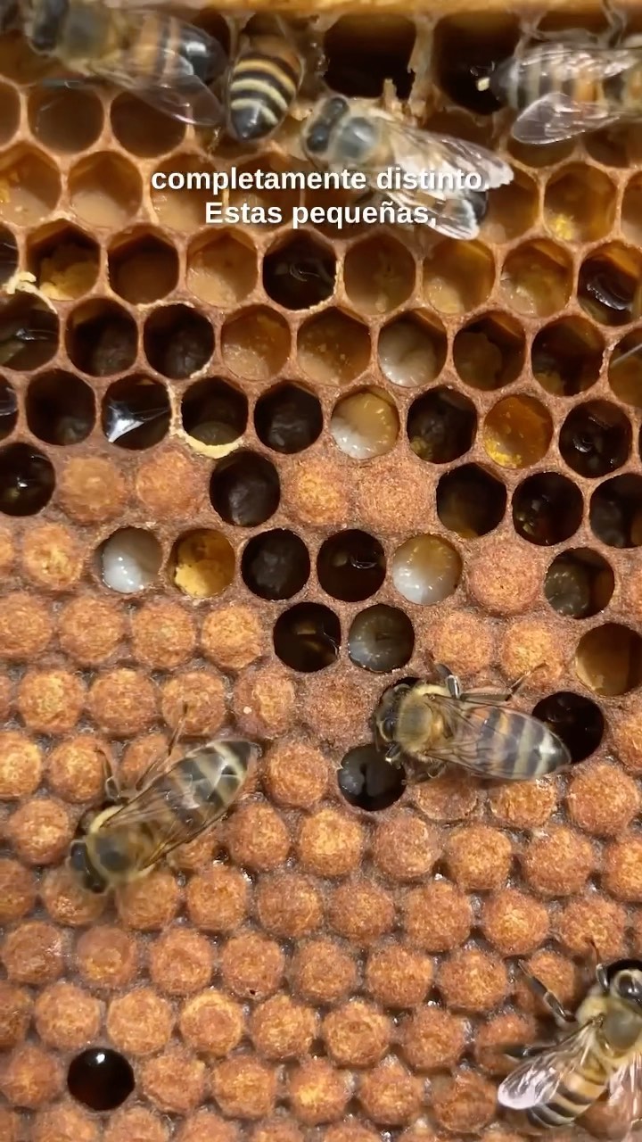 Hoy queremos celebrar a las heroinas que visten de amarillo y negro. En el #diamundialdelasabejas por qué sin estos pequeños gigantes el mundo se viera muy distinto y menos colorido.
Los invitamos a unirse a la Misión Yabo para que puedan emprende sobre la importancia de as abejas en nuestro planeta tierra!
#sabethebees