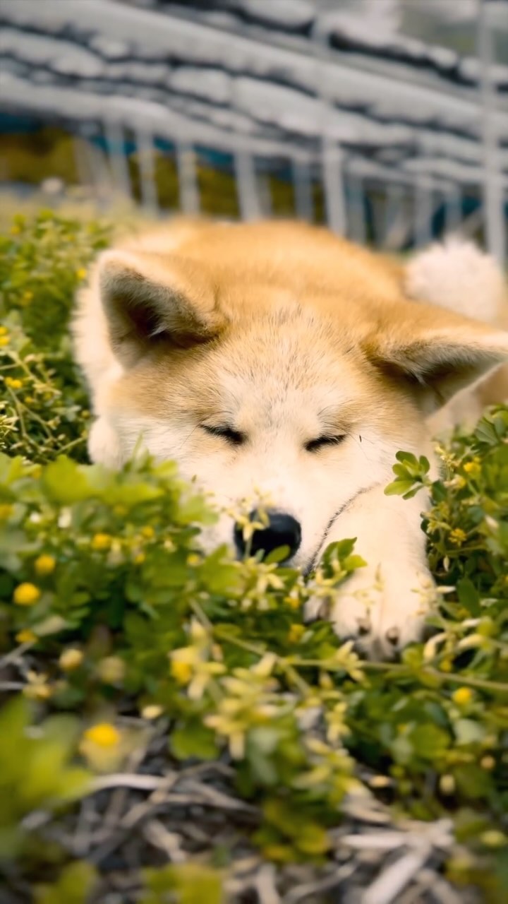 _Kichipon Sommeille en Vignes
何十年も前に、山に分け入り、山葡萄を取ってきて増やした人がいたそうで、それがワインになり、今もこうしてなるべく山の環境に似せた栽培が続けられています。ぶどう栽培の基本は短梢か長梢の2パターンですが、ここでは長梢寄りの中梢栽培が学べて、枝の伸ばし方は極めて自由で、面白いです。
This is Kichinosuke, an Akita dog, often called Kichi. Although not even six months old, he's already quite large. Wherever I go in the vineyards, I take him along. He runs around the fields, and when tired from playing, he naps. I want him to live freely and to the fullest on the mountain top.
【莉蕾|ReliveWine】
岡山県高梁市でぶどう農家をしている @itsuki_ll が、ワインの風景を歩んでいく日々を記録。現在樹齢と研修一年目。蕾から美しい花が生まれるように、いつの日か、この日々が、ワインやその先の風景に繋がっていくようにという祈りを込めて「莉蕾(りらい)」と名付けた。
ReliveWine with @itsuki_ll documents the daily life of a grape farmer in Takahashi City, Okayama, Japan, as they walk alongside wine. Currently in the first year of both vine age and training, the hope is to one day create grapes and wines that evoke the memory of the landscape. With a prayer that this will eventually lead to an unrecognizable landscape, the endeavor was named "ReliveWine".
#ワイン #農家 #醸造 #ぶどう #農業 #自然 #秋田犬 #甲斐犬 #岡山 #日本の風景 #Wine #Winemaking #Grapes #Farming #Nature #Akita #KaiKen #WineProduction #JapaneseLandscape #Vin #Vinification #Raisin #Agriculture #ChienAkita #ChienKai #ProductionDeVin