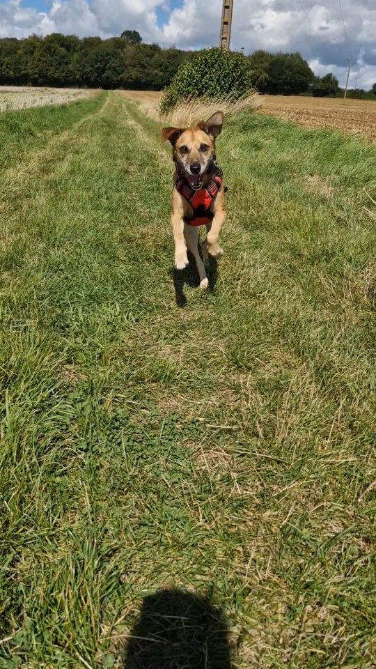 🌟🐾 Let's Play chez Dog Trotter ! 🐾🌟
Petit aperçu d'un été rempli de joie, de jeux et de moments complices avec vos compagnons à quatre pattes. Chez Dog Trotter, les chiens viennent se dégourdir les pattes et vivre des moments enrichissants et amusants.
🌊 Qu'ils plongent dans l'eau pour se rafraîchir, qu'ils trouvent leur bâton favoris ou qu'ils partagent des moments de jeux avec leurs copains de balade, ils ont profité de chaque instant !
👀 Cette vidéo résume les aventures estivales partagées avec eux. ☀️
Voir leur enthousiasme et leur bonheur à chaque promenade est ma priorité et ma plus grande satisfaction. Chaque jour, j'ai le privilège de créer des souvenirs uniques pour eux, et pour vous, leurs chers humains ! 🫶
🙏 Merci de me faire confiance et de leur offrir non seulement une promenade, mais aussi ces moments d'épanouissement, de socialisation et de bonheur. 🐾
🎥 J'ai hâte de créer encore plus de souvenirs avec vos chiens à l'avenir ! 🐕
#dogtrotter #chiensheureux #happiness #promenadespourchiens #dogwalker #letzebuerg #servicespourchiens #jeux #luxembourg #été #joie #copainschiens