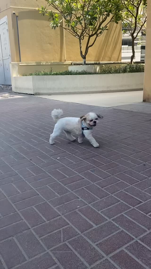 Just a day in Burt’s life, being his adorable self. 🐶
Join us with your dog for the best time ever ✨
#fluffyfloof #dogslife #dayinlife #viralvideos #explore #uae #vibes