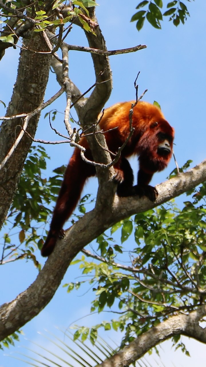 El fin de semana pasado celebramos el día mundial de los animales, por eso queremos ensenarles algunas de las especies que podemos encontrar en estos ecosistemas donde el llano encuentra a la selva. Los llanos orientas y sus rios tienen tanta vida, que si abres los ojos ves todo esto y muchisimo más.
#diamundialdelosanimales #animales #bosquesrivereños #sabanas