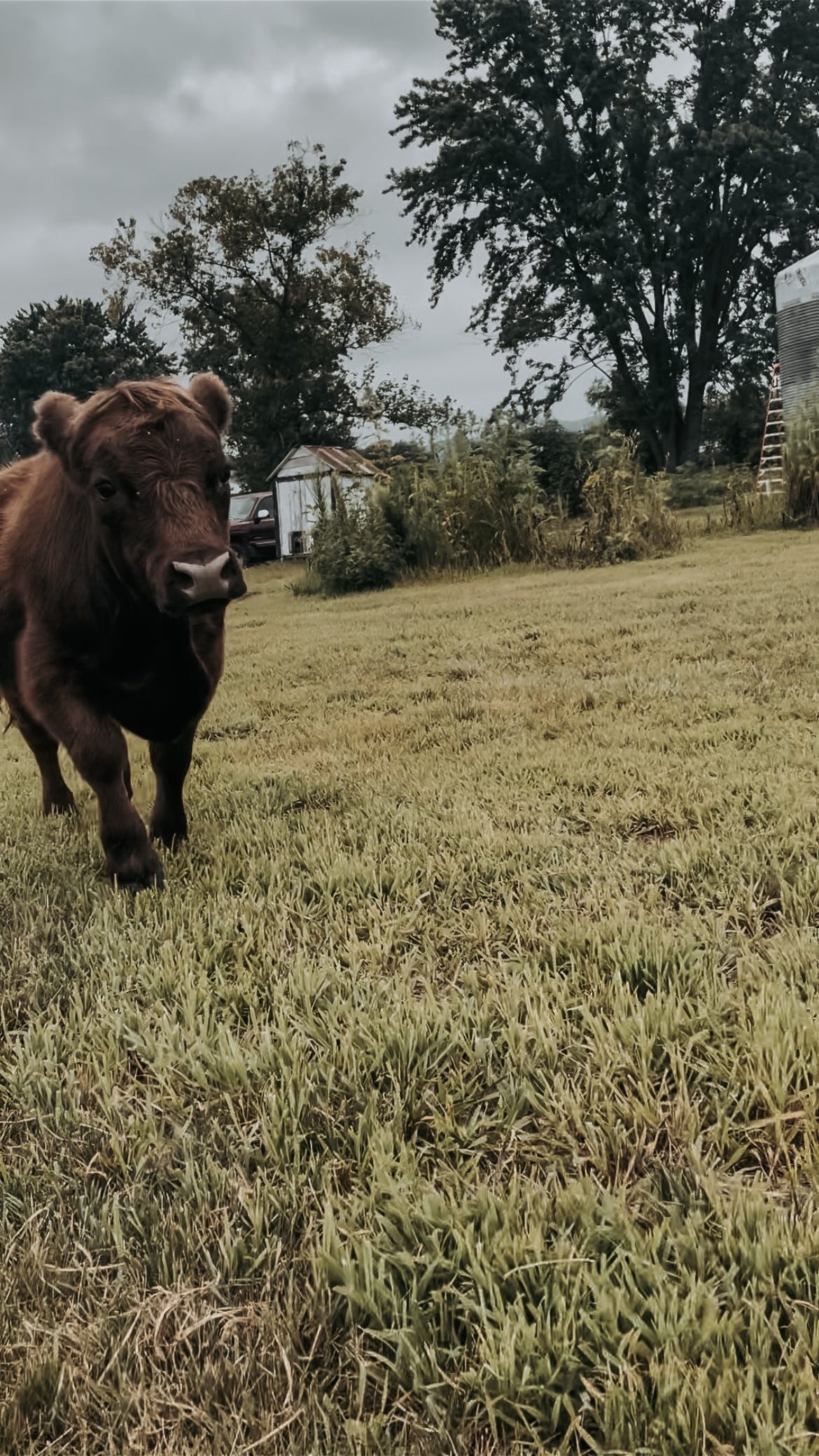 I’m 10000% sure this is every loose animals theme song.
#cows #highlandcow #cowsofig #cow #cowsarecool #cowsofig #cowsofinstagram #farmanimals #animals #farmlife #farming
