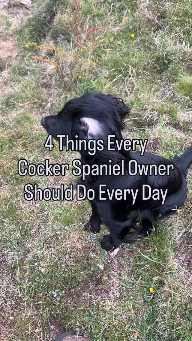 1. Hunting with you, not without you
Cockers are born to hunt — it’s not something you train out of them, but you train them to do it with you.
But don’t give them too much too soon.
Letting them hunt off lead without any structure early on is how they learn to tune you out.
Build the foundations first — responsiveness, the patterns, stop whistle.
Then introduce hunting in short, structured bursts… where you stay part of the picture. Letting them express their drive through you builds clarity, not chaos.
2. A solid stop whistle
Stopping mid-chase, in full drive, isn’t natural — it’s taught.
You’ve got to build it in low-distraction places first: garden, hallway, driveway.
Then gradually add movement, distance and temptation.
A reliable stop whistle is one of the most important safety tools you’ll ever have.
3. Daily self-control
Control isn’t about dominating — it’s about helping your spaniel learn to pause.
Sit-stays before meals, waiting at doors, holding position while something exciting happens… & then waiting to be released.
Those daily micro-moments build the foundation for steadiness in real working scenarios.
4. The relationship
More than any cue, your connection is what holds the training together.
Talk to them. Play with them. Just be with them.
A spaniel that trusts you is more likely to work with you — even when the world gets loud.