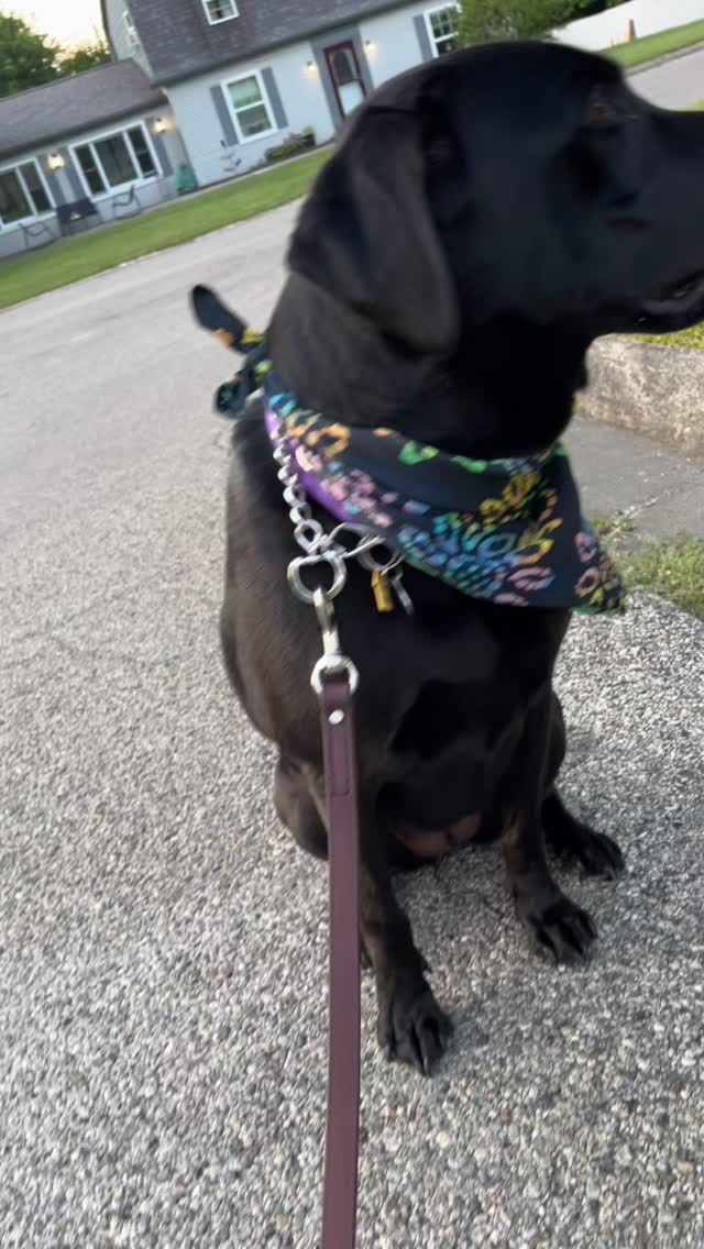 Back to School = Back to Busy.
Our midday dog visits help your pup:
🐾 Get exercise
🧠 Beat boredom
💤 Stay calm (and out of trouble!)
And help you:
✅ Tackle your to-do list
😌 Feel less guilty
🕊️ Enjoy peace of mind
Because they deserve a break too! 🐶
#dogsofrichmondindiana #dogs #dogsofcentervilleindiana #dogwalker
#thepajamapack #dogwalkingservices
#47374 #47330