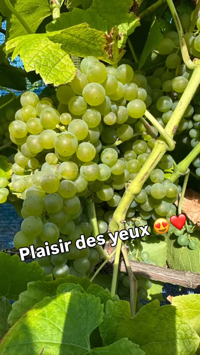 #vinbelge #viedanslesvignes #paysdehervetourisme #vinsbio #vinslocaux #vignoblewallon #