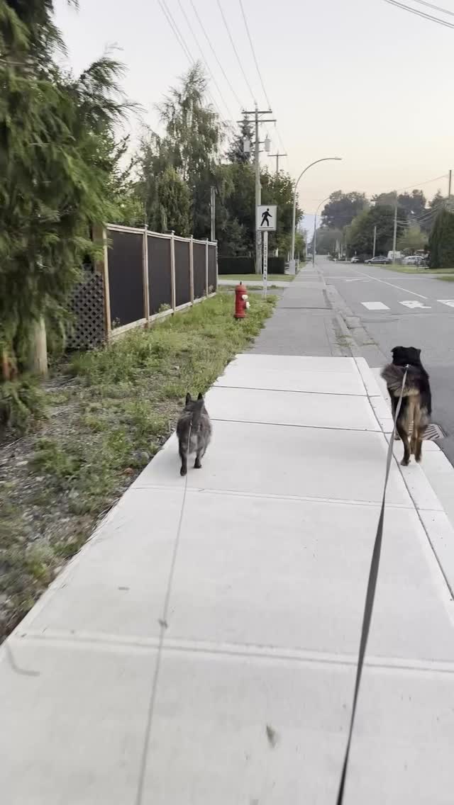 Morning chaos, but make it productive 🐾
From 6am walks with Hunter & Gizmo → powering through work → tackling the house clean-up… all before 11am.
Who else feels like they’ve lived a whole day before noon?
#DayInTheLife #MorningRoutine #WorkFromHomeVibes #ProductiveMorning #SmallBusinessLife #WorkFromAnywhere #MorningWalks #DogMomLife #HunterAndGizmo #CleaningDay #WFHSetup #BusyButBlessed #MorningMotivation #BehindTheScenes #RoutineGoals #railtonandco