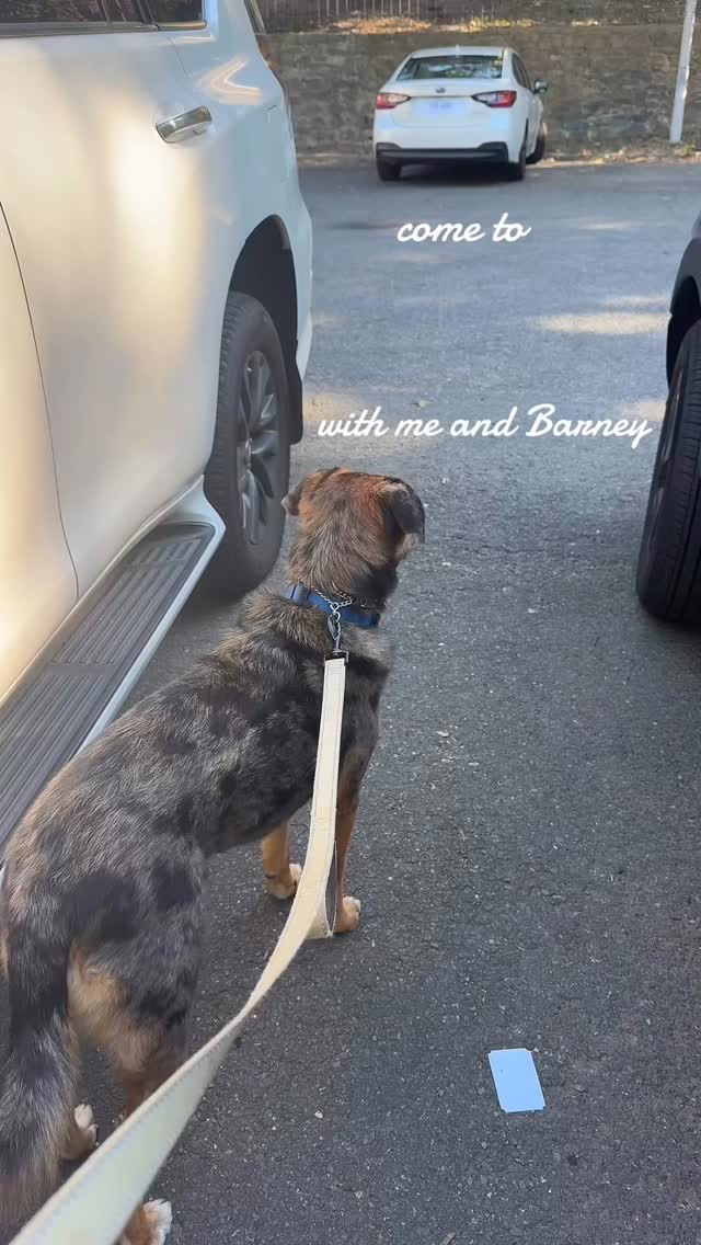 Petco haul: dog trainer edition!
Come to @petco with me and my perfect boy Barney to see what makes it in my cart versus what’s an easy no-go for me 🙌🙌
Any guesses on the total bill?!? 👀💵
#dog #dogtraining #petco #haul