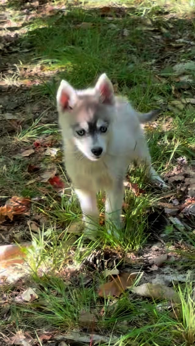 Tiny husky alert!!!😍#foxfirearcticspitz#helia#tinyhusky#pomsky#pomski#pomskies#pomskypup#pomskypuppies#huskypup#huskypuppies#pom#pomeranian#siberianhusky#woof#dogstagram#instapup#puppers#puppylife#puppylove#huskymix#thepomsky#pomskydog#gooddog#doglife#dogmom#puppy#canine#dog#puppiesofinstagram#dogsofinstagram