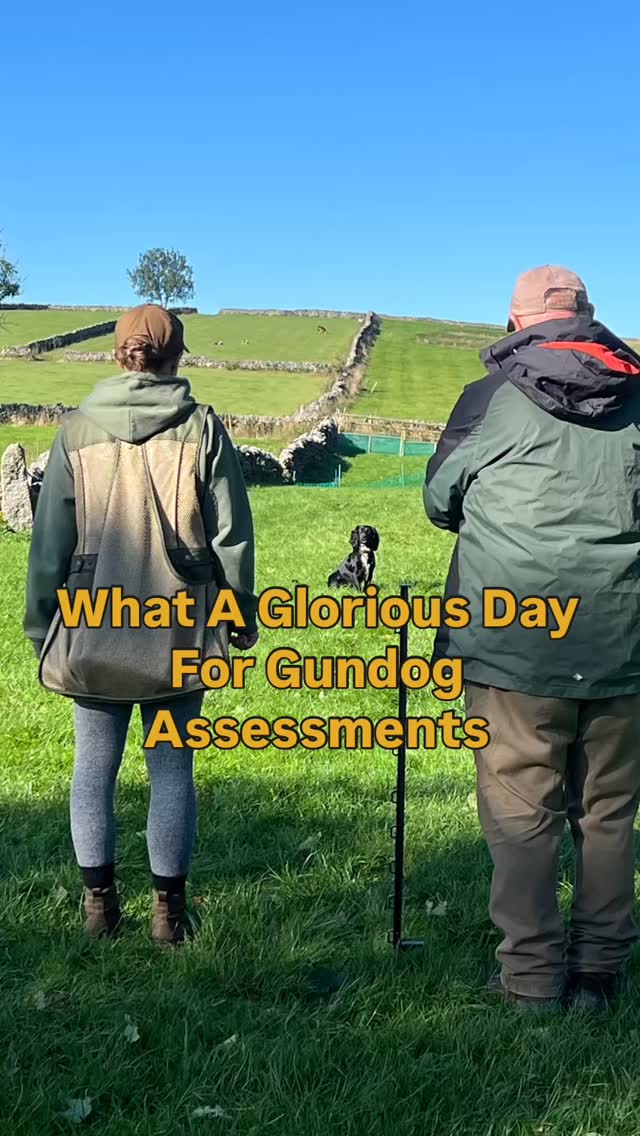 Big congratulations to all my clients who took their Gundog Club Field Test Assessment today ?
The sun came out, the dogs showed up, and your hard work really paid off…
Here’s how they did:
? Grade 1 – 2 Distinctions
? Grade 2 – 3 Pass, 3 Distinctions
? Grade 3 – 3 Distinctions, 1 Merit
Wednesday’s teams have a lot to live up to haha ?
Massive well done – I’m so proud of you all ?
And of course, a huge thank you to Andrew for coming to assess – always a pleasure! See you again Wednesday