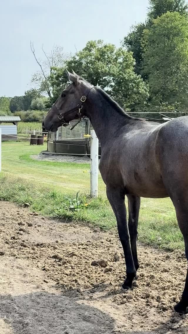 WINNER CIRCLE SALE! 10/9/2025
⚡️⚡️⚡️One of SNOW RIDGE FARM kids! ⚡️⚡️⚡️Beautiful colt. (Practice video) #SnowRidgeFarm #ChampionMakers #FutureWinners #StandardbredStrong #ColtToChamp #WinnersCircleSale #MSUPavilion #MichiganStandardbreds #MichiganHorseSale #October9Sale