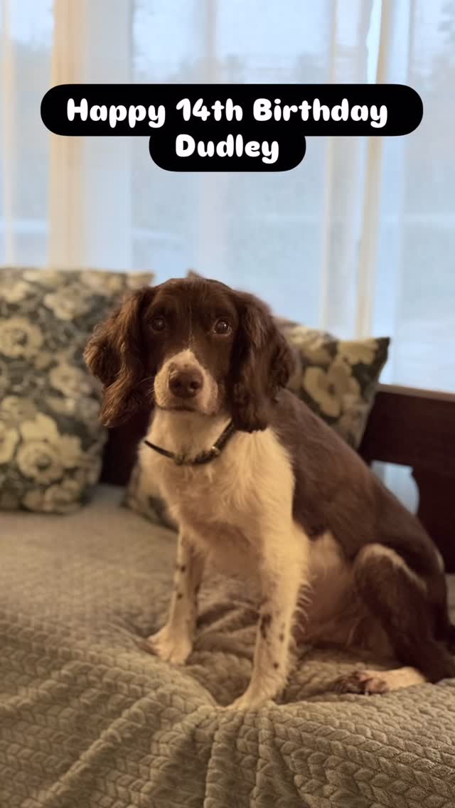 Happy 14th Birthday Dudley.
We have had so many great memories with you 💕💕💕
We love you so much kiddo!
2017 National High Point Winner
2018 CM @ The National Championship
FC Craney Hill Dalmore Dudley
Dudley has produced many FCs and AFCs, DJ - 2022 National High Point and Chance -2023 US National Championship Winner & 2024 Canadian National Championship Winner
We are very happy to have some of your kids and grandkids with us today. The only 3 grandkids missing from the photos are Flush, Capri and Knickers. I didn’t have the energy to try and gather them for a photo 😂😂
If you have a Dudley pup or grandkid send us photos or story about them here on social or to my email.
christina.craneyhill@gmail.com