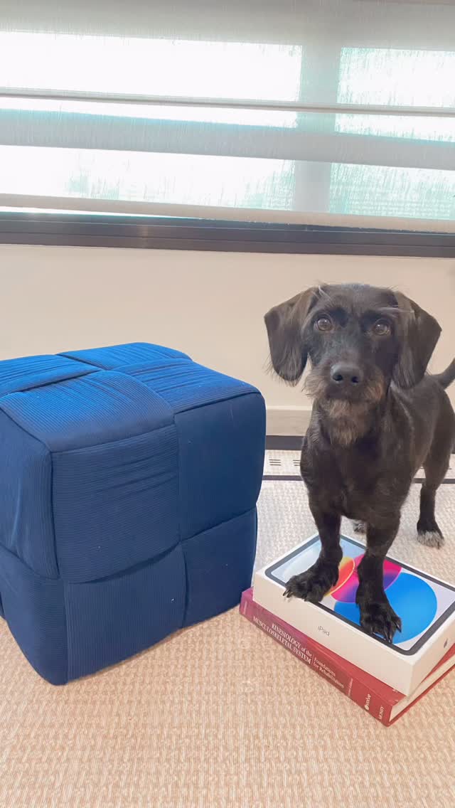 Beginner Friendly Exercise #1: DOG SQUATS
Just like we build leg strength with sit-to-stands and squats, dogs build theirs with their own sit-to-stands!
✔️ Easy: Sit-to-stands on flat ground
✔️ Progress: Elevated sit-to-stands with front paws on a step or stack of books (higher = harder)
🗓️ Aim for 6–8 reps, 3 sets, every other day.
⚠️ PSA: Use a yoga mat or carpet for a safe, non-slip surface.
While the clinic is closed for a short break, here’s something you and your dog can do together at home 🏡💪🐾
📌 Save this and try it this week — next up, we’ll add an upper body exercise. Don’t forget to tag us as you start this mini workout journey with your dog! 📸
#nimblepaws #movementmatters #caninerehab #dogphysio #exercise