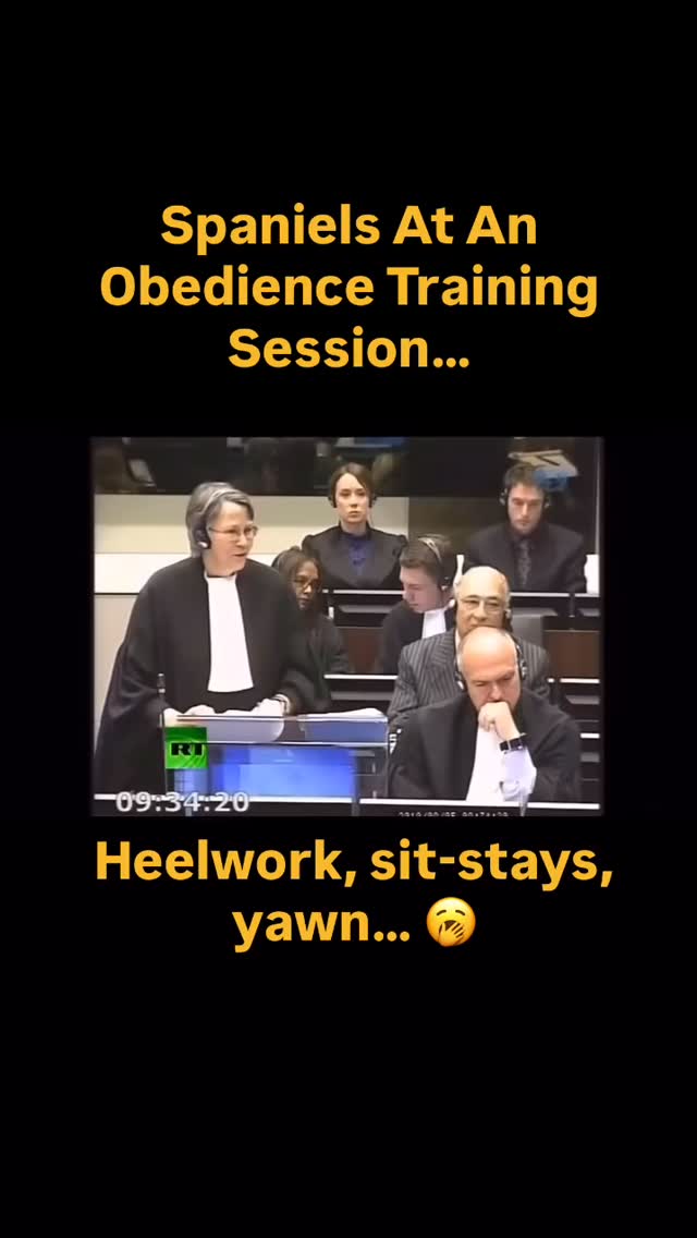 If your dog looks like they’d rather be anywhere else — it might be time to shake things up.
Obedience doesn’t have to be static or serious.
Obviously Spaniels do need to learn these skills… we just need to make it more interesting for them.
Make it fun. Add movement. Let them feel good about working with you.
And when they get it right — give them an instinctive reinforcer as a reward… something that taps into who they are, not just what they’ve learned.
Making obedience training more fun for our pet & working dogs ?
If you’d like help bringing more life (and results) into your training, my subscription members get step-by-step guidance, video lessons & real-life exercises that make learning feel natural again.
Comment TRAIN below and I’ll send you the link for more information and how to join ?
#spanieltraining #gundogtraining #dogobedience #heelwork #trainingsession #dogtraineruk #workingdogs #trainforlife #dogtrainingtips #spanielsofinstagram #spanielobediencetraining #workingdogsofinstagram
